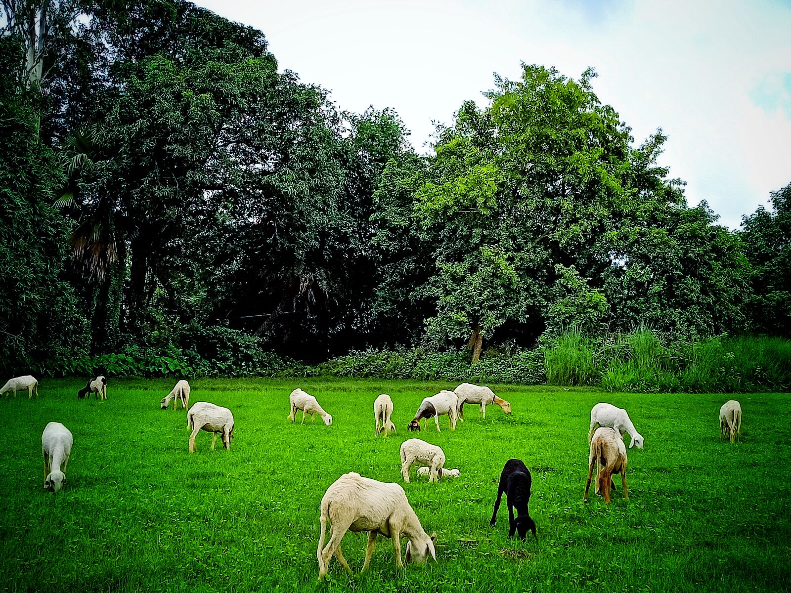Realme RMX2001 sample photo. Goats, ships, animals photography