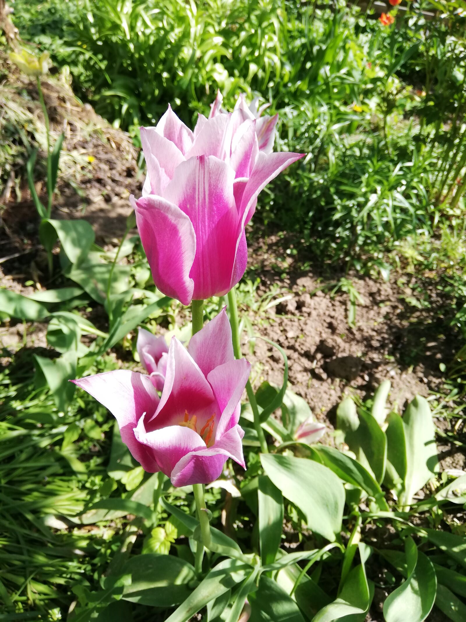 HUAWEI P20 lite sample photo. Tulips, purple, day photography