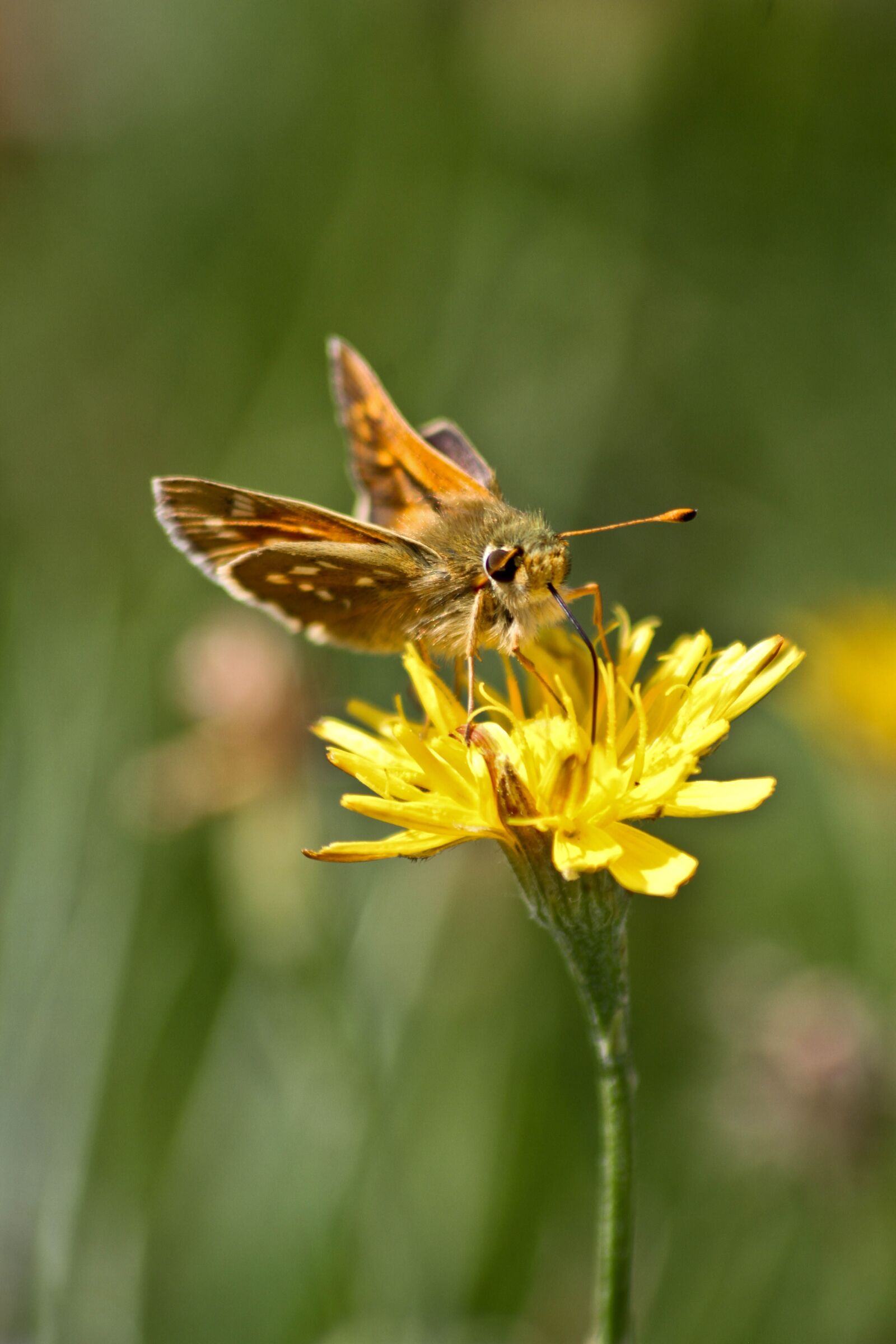 Canon EOS 7D sample photo. Butterfly, insects, plants photography