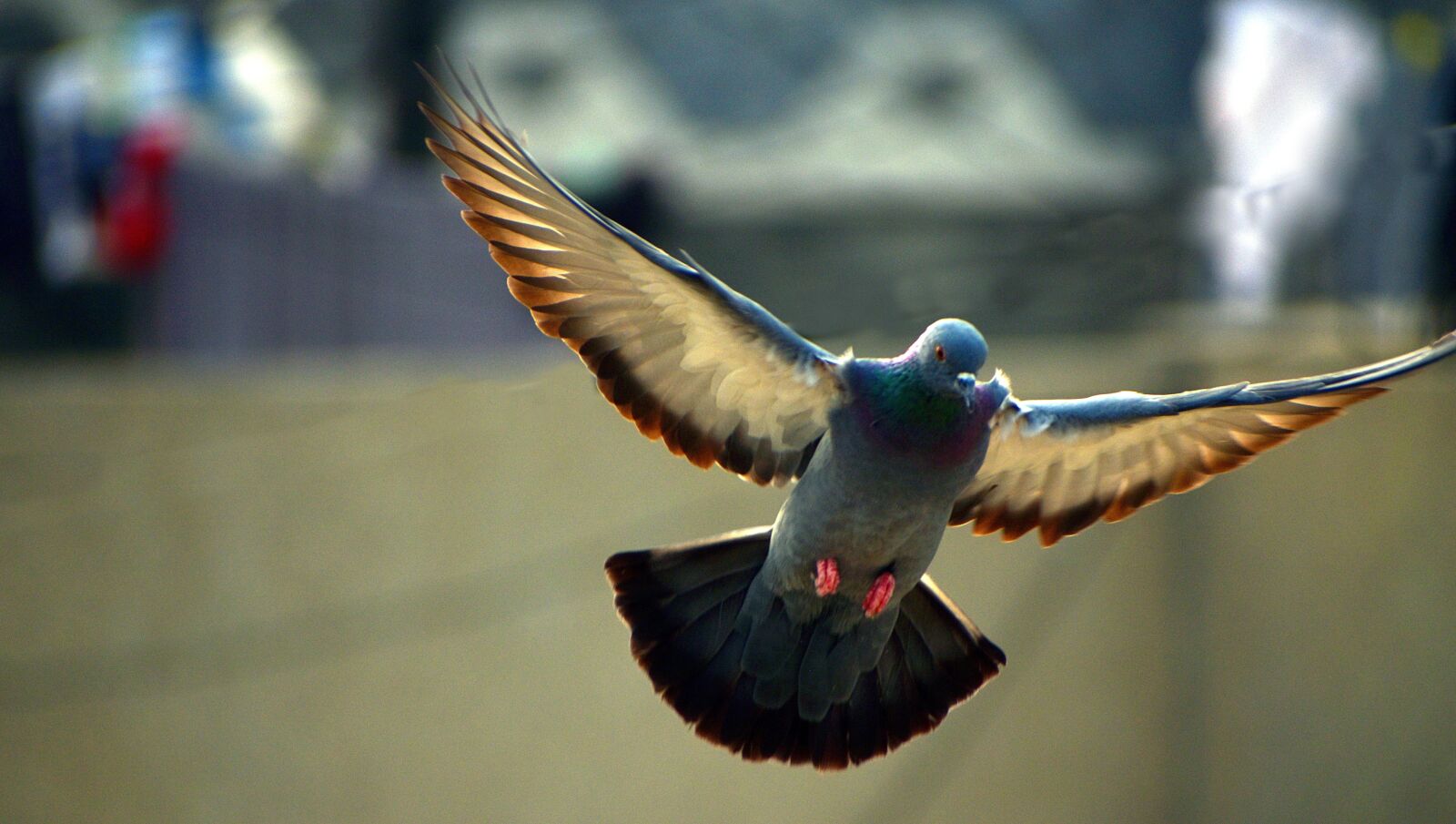 Nikon D5600 sample photo. Pigeon, flying, bird photography