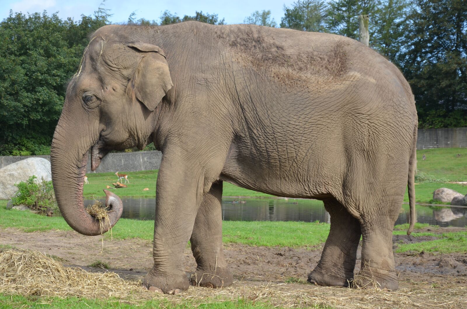 Nikon D5100 sample photo. Elephant, proboscis, mammal photography