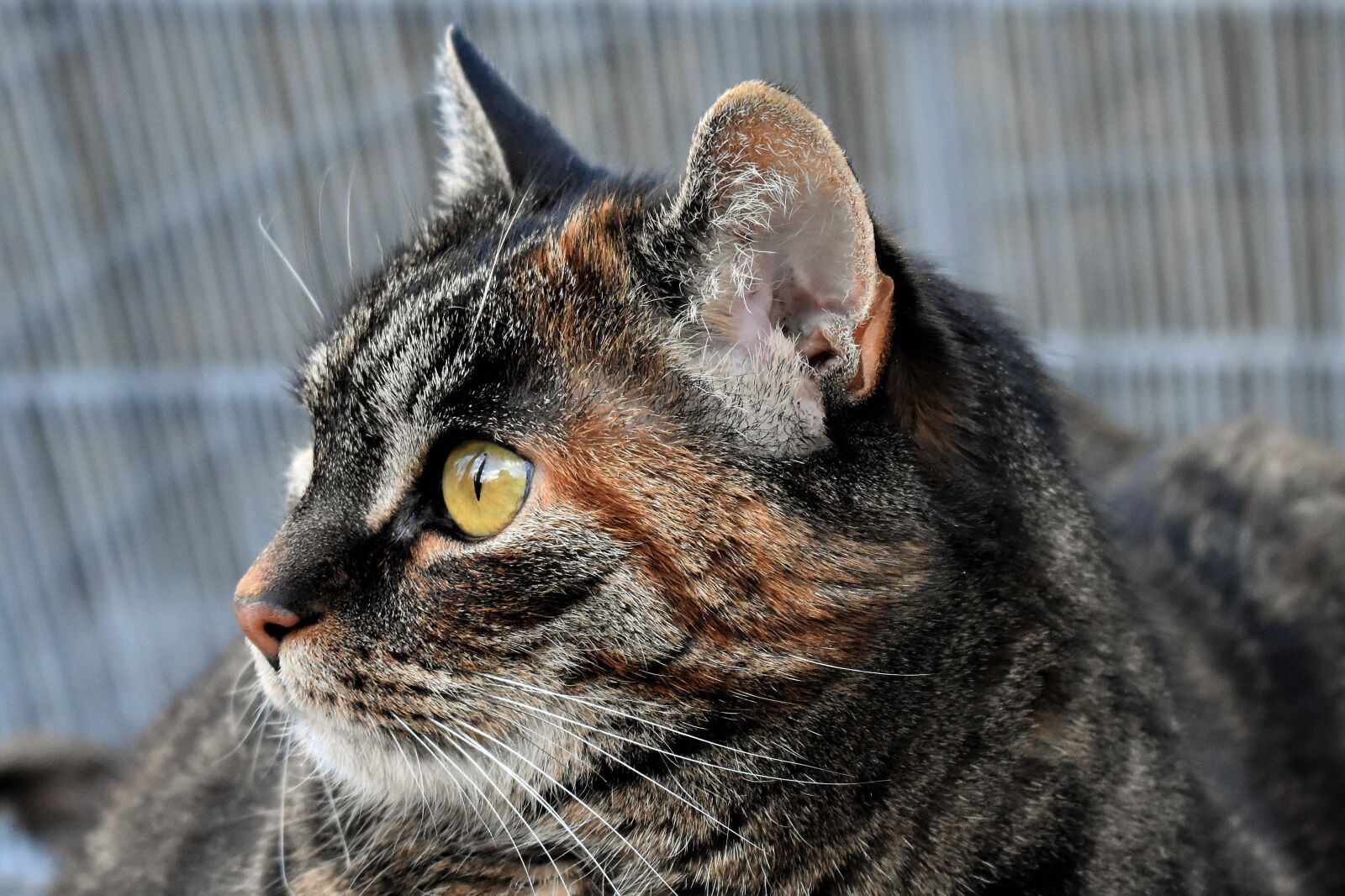 Nikon D5500 sample photo. Cat, animal, mackerel photography