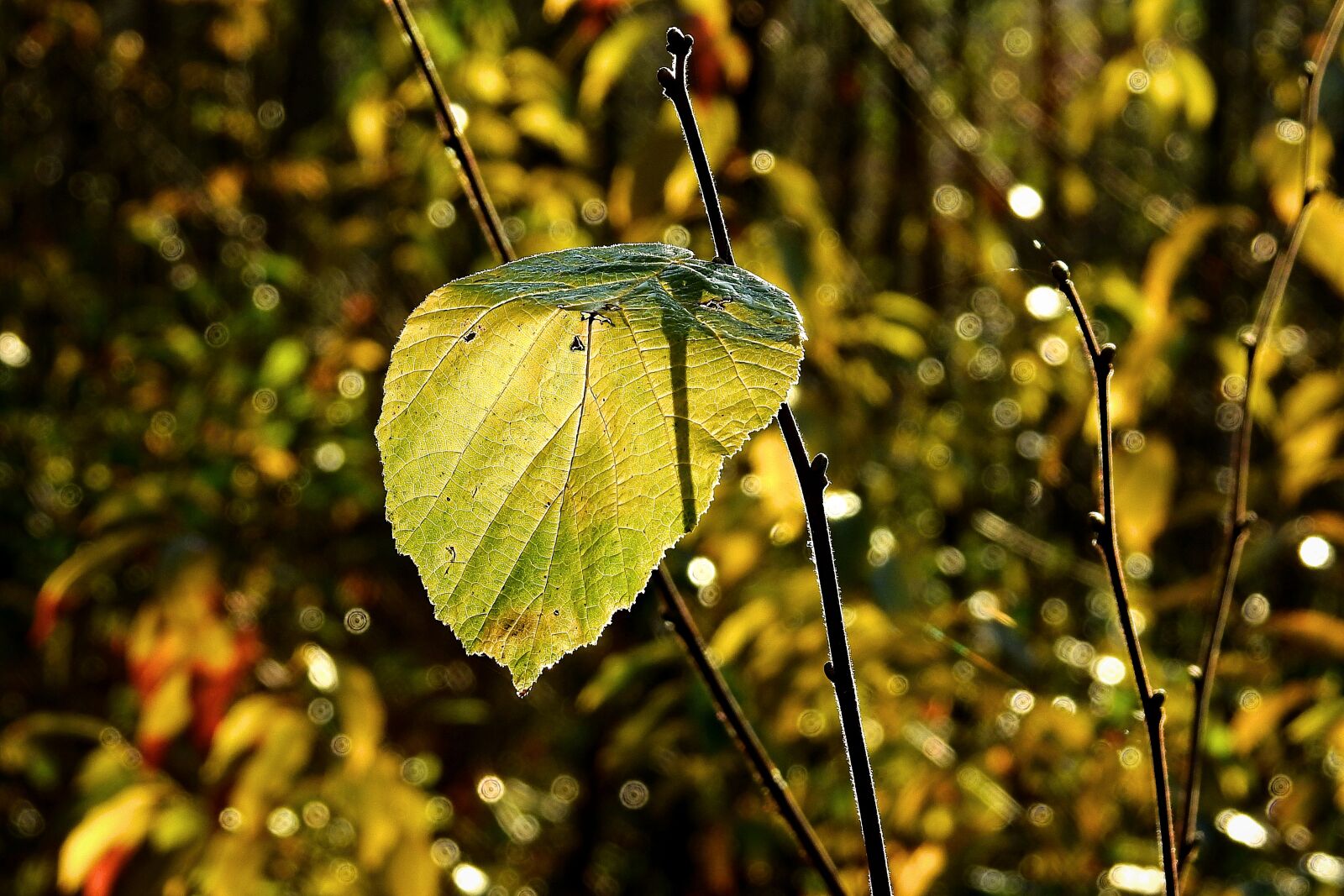 Nikon Coolpix P900 sample photo. Leaf, autumn, light photography