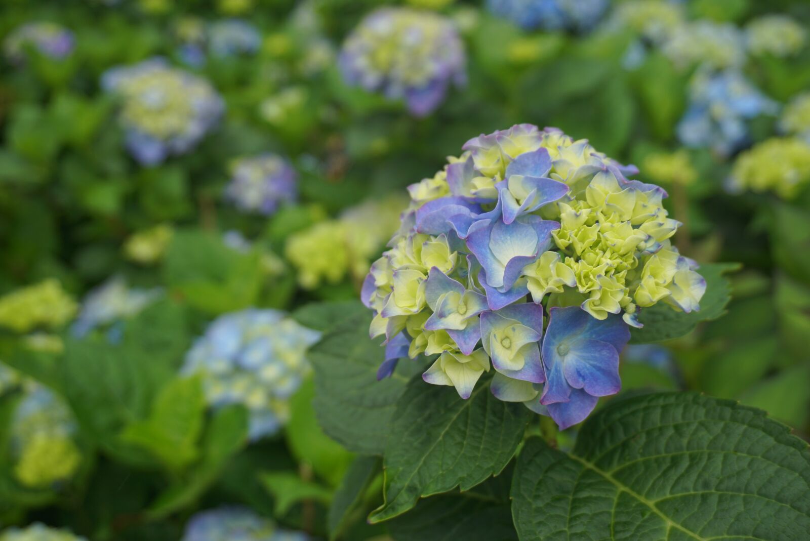 Sony E 16-50mm F3.5-5.6 PZ OSS sample photo. Flower, hydrangea, flowers photography
