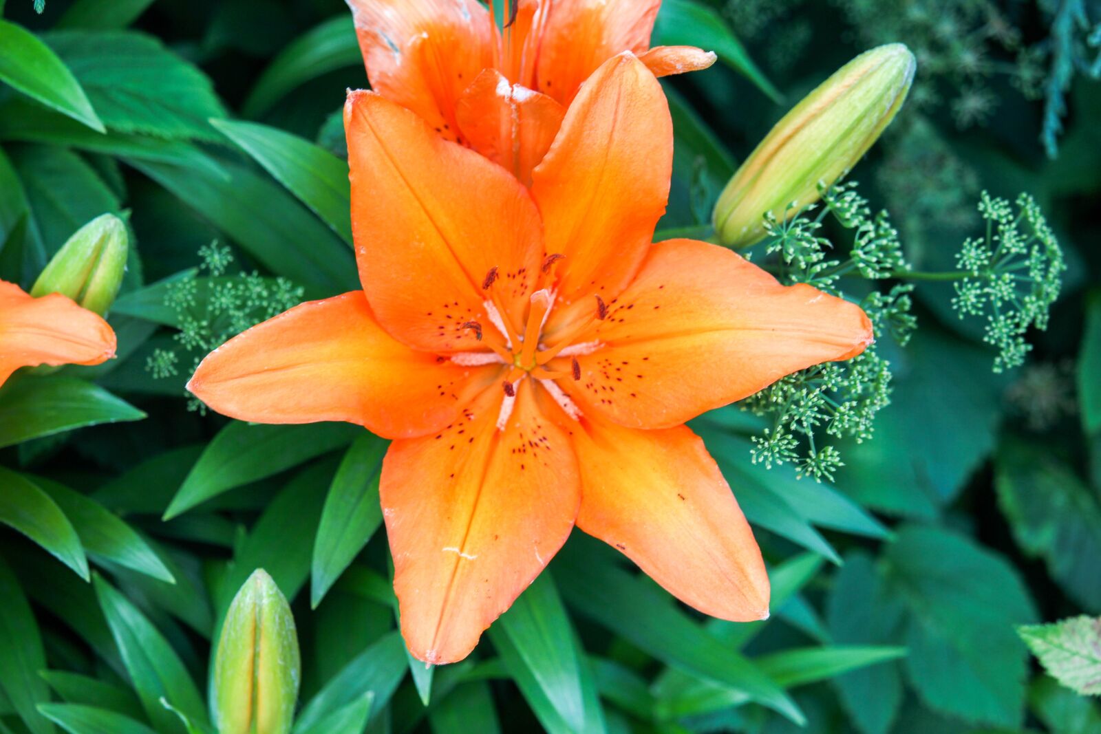 Canon EOS 700D (EOS Rebel T5i / EOS Kiss X7i) sample photo. Flowers, orange, nectar photography