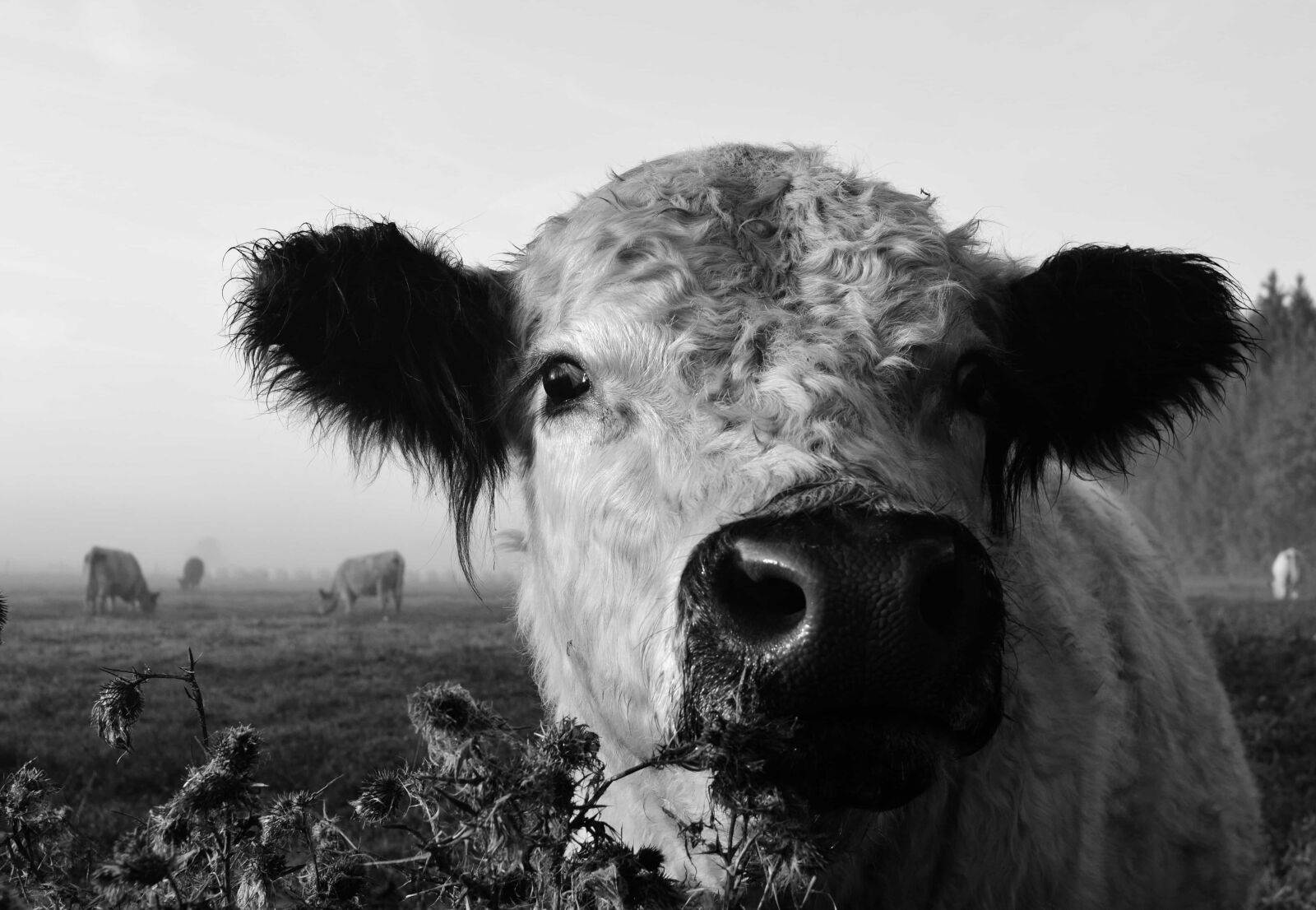Nikon D3300 sample photo. Cattle, cow, grass, outdoor photography