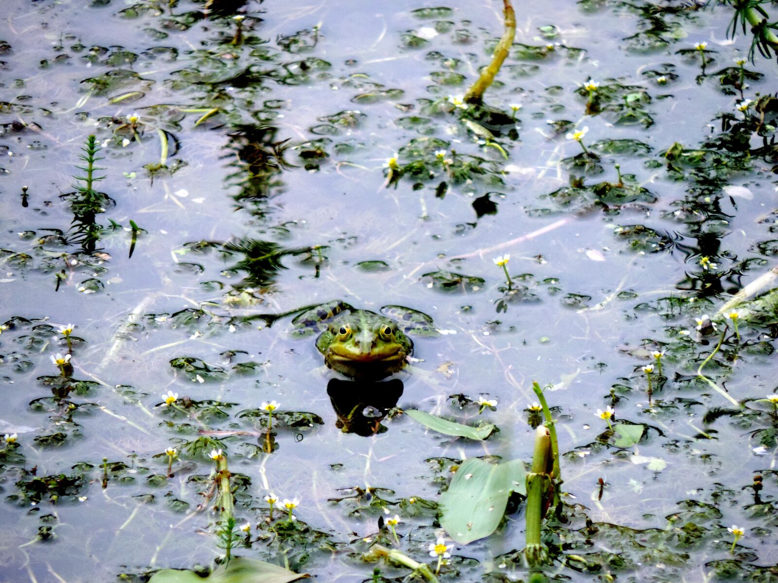 Nikon Coolpix P520 sample photo. Frog, pond, nature photography