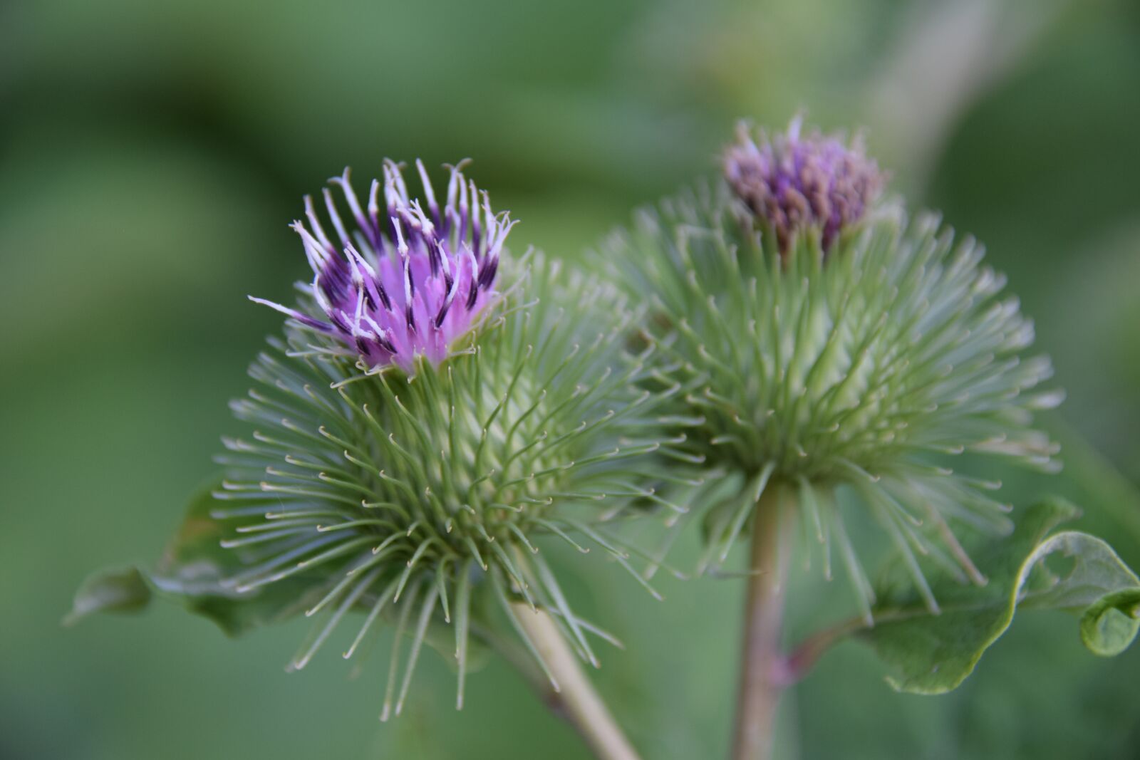 Nikon D5300 sample photo. Flower, nature, spring photography