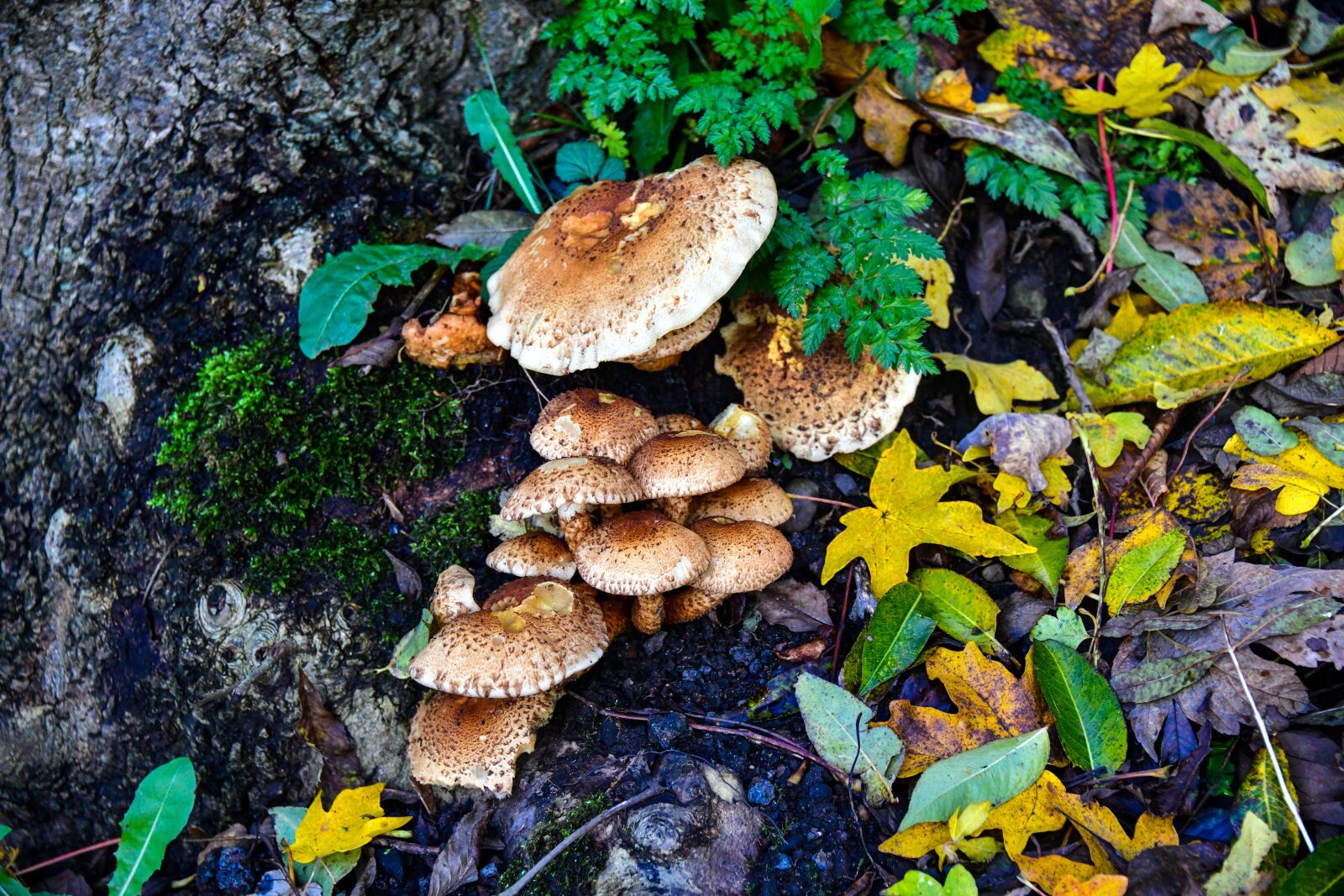 Nikon D850 sample photo. Mushrooms, toadstools, fungi photography