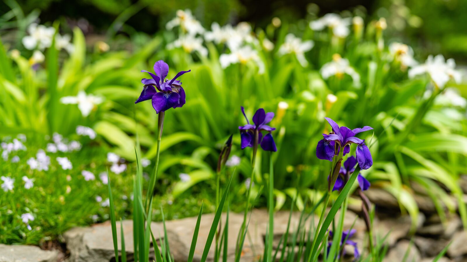 Sony Planar T* FE 50mm F1.4 ZA sample photo. Bearded iris, flowers, blossom photography