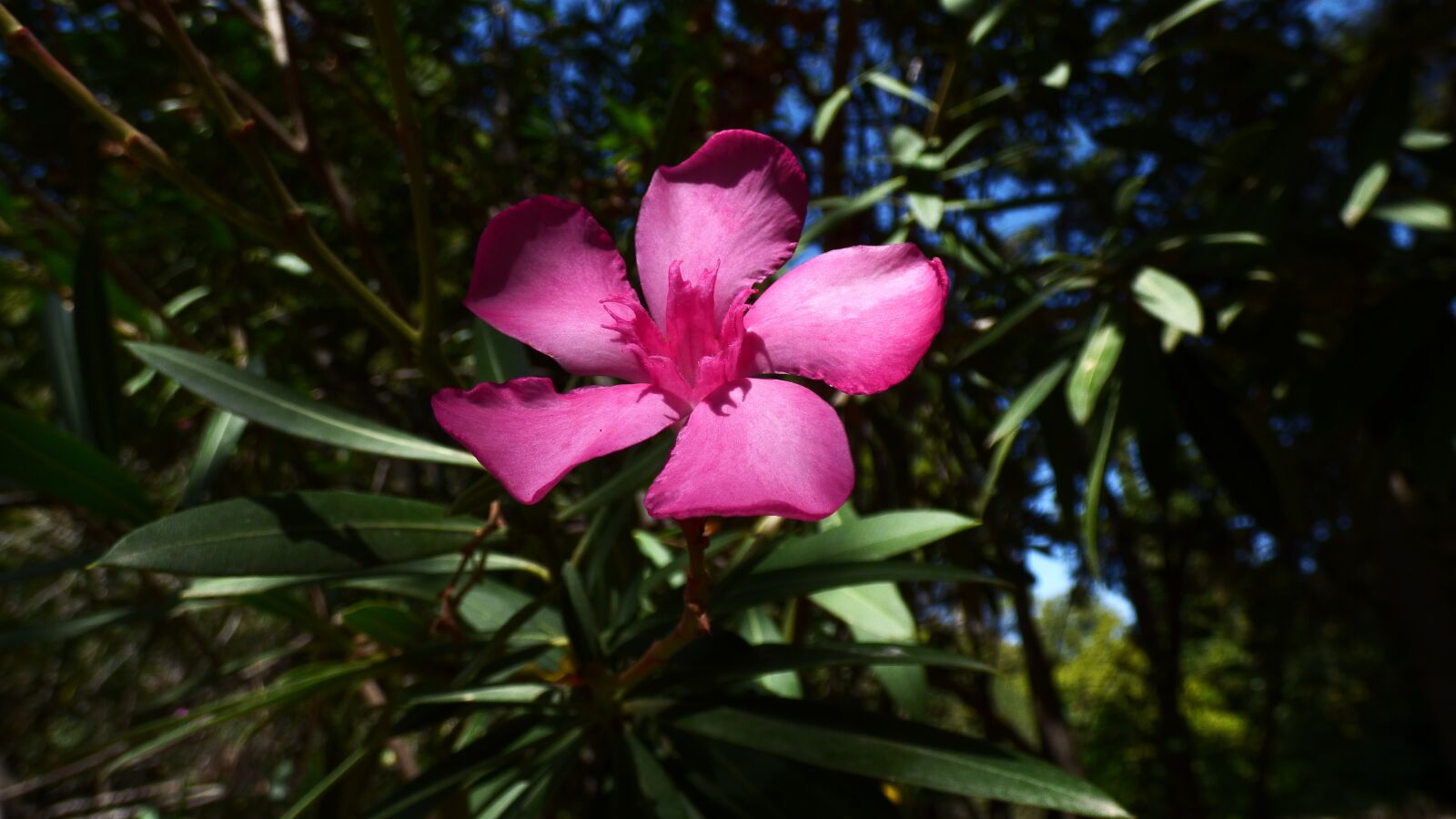 Panasonic DMC-FZ72 sample photo. Oleander, flower, leaves photography