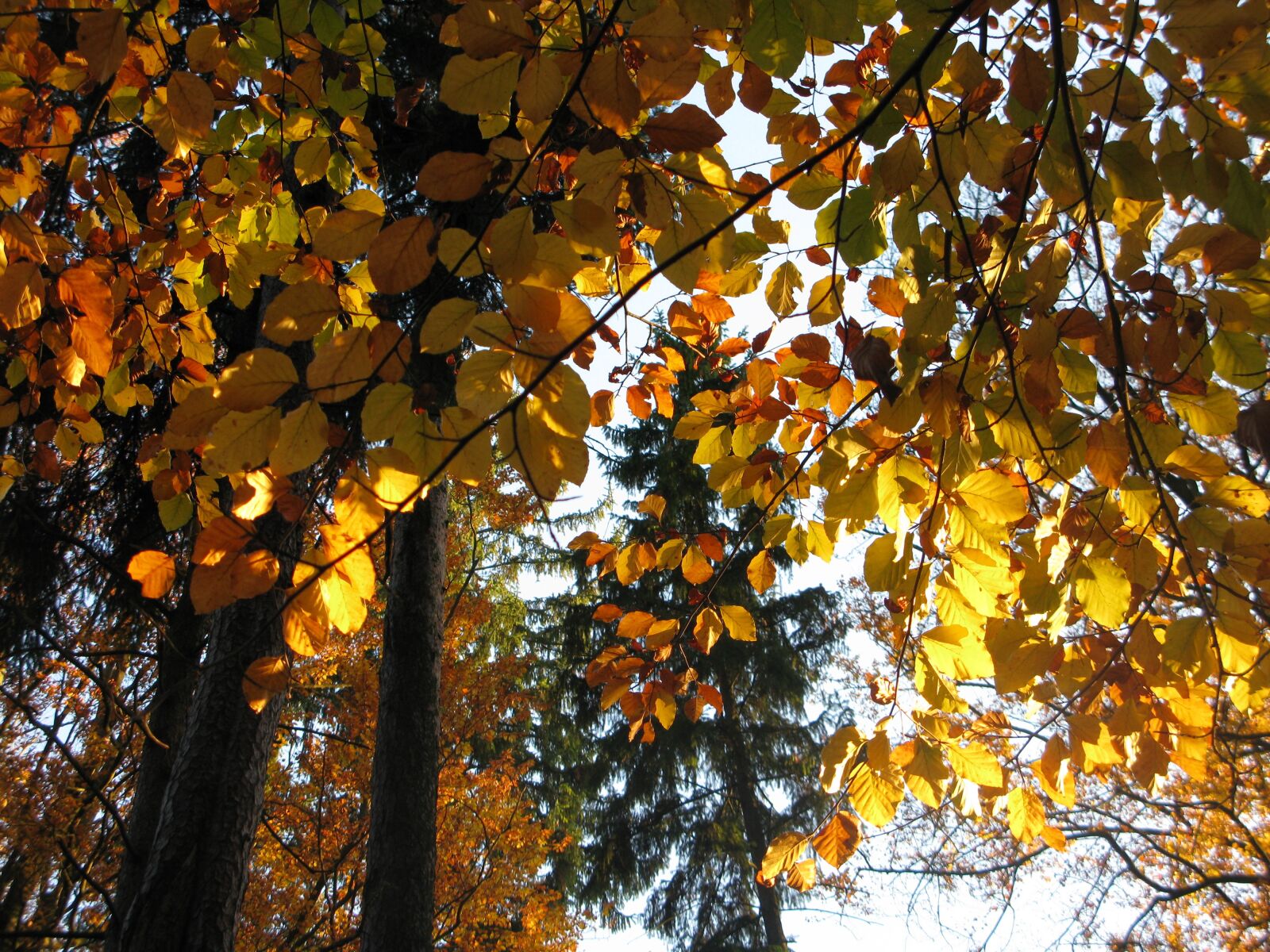 Canon POWERSHOT G9 sample photo. Beech forest, beech, bu photography