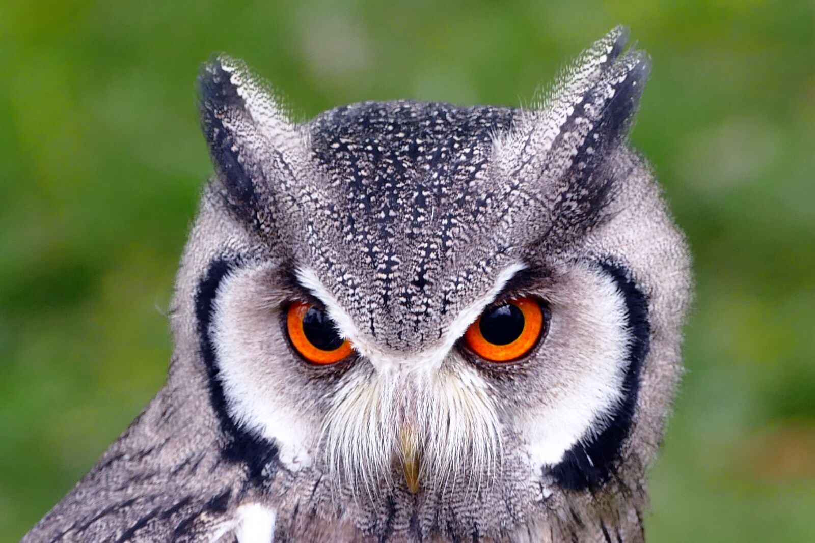 Panasonic Lumix DMC-FZ1000 sample photo. Southern white faced owl photography