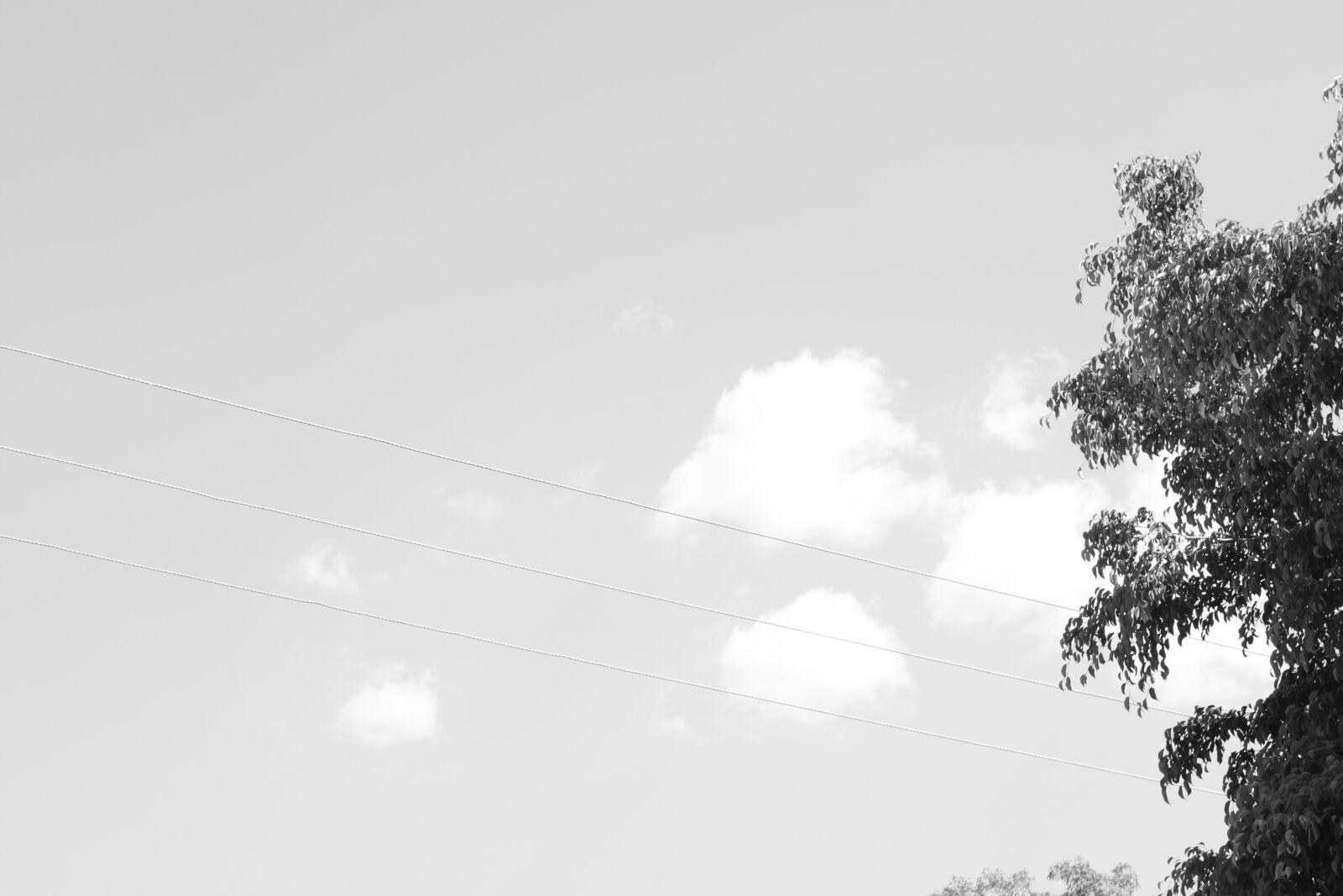 Canon EOS 2000D (EOS Rebel T7 / EOS Kiss X90 / EOS 1500D) sample photo. Sky, clouds, tree photography