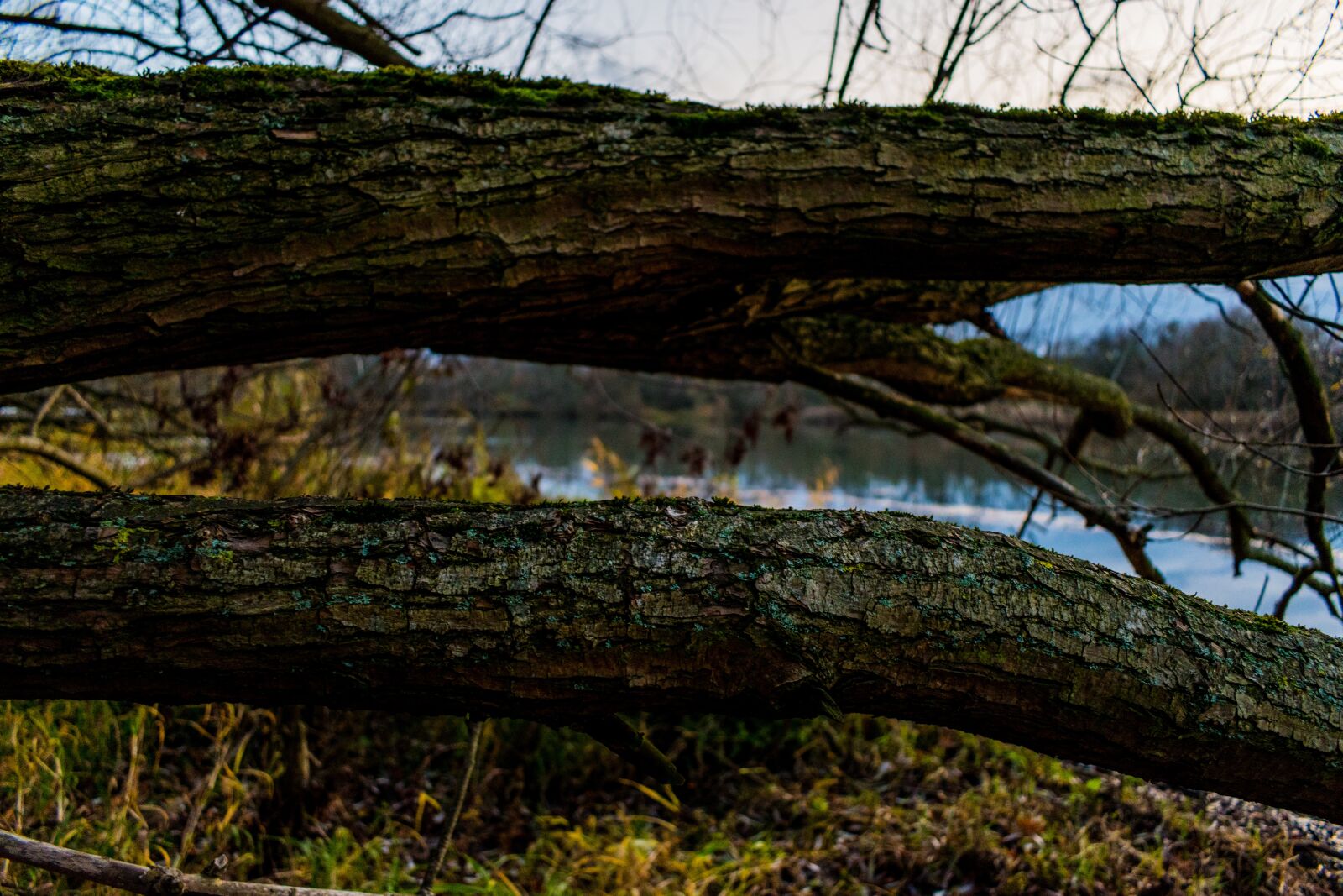 Nikon D5600 sample photo. Trees, wood, branches photography
