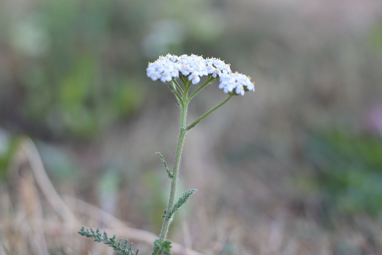 Canon EOS 600D (Rebel EOS T3i / EOS Kiss X5) + Canon EF 50mm F1.8 STM sample photo. Grass flower, natural, forest photography