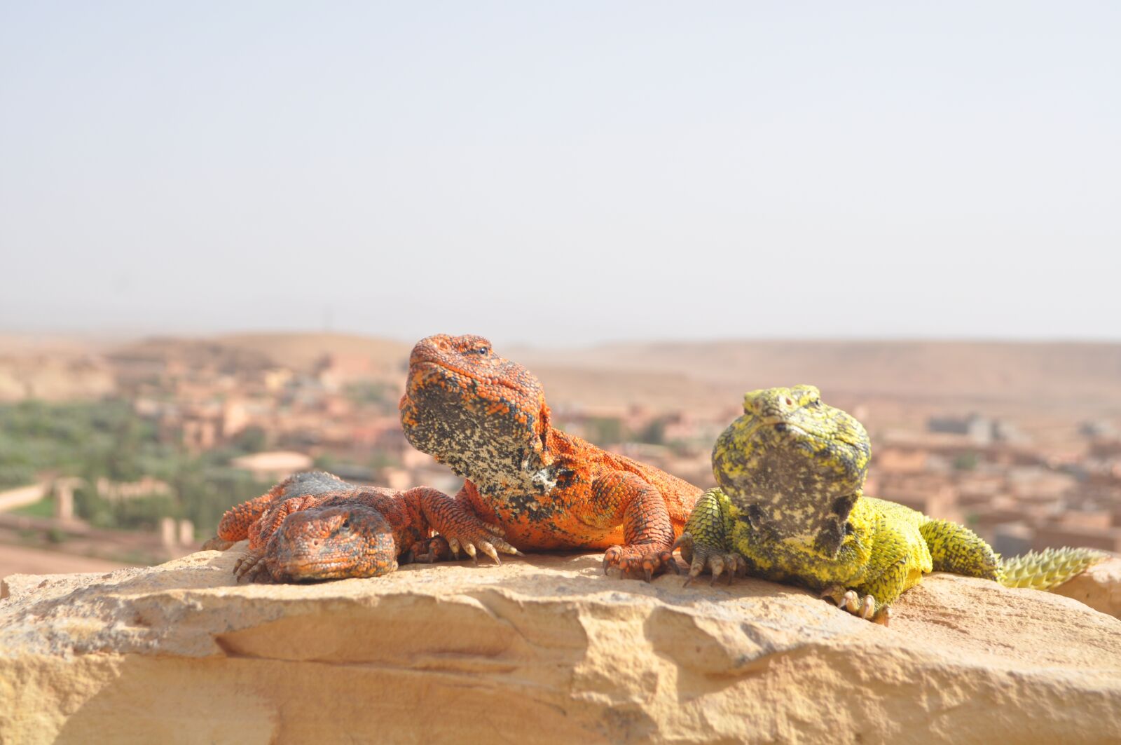 Nikon D90 sample photo. Desert, sahara, morocco photography