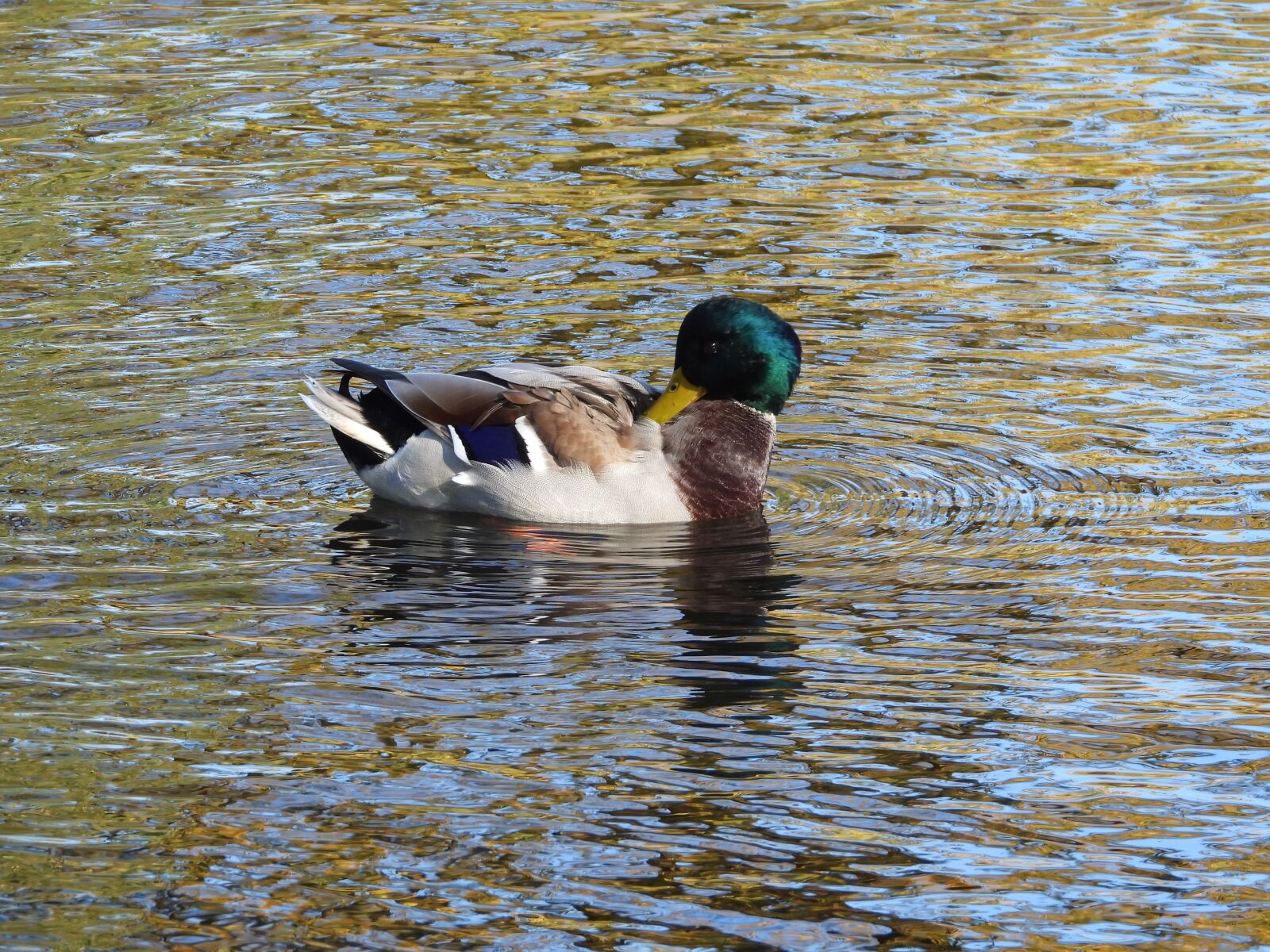 Nikon Coolpix P1000 sample photo. Duck, crossword, swimming photography