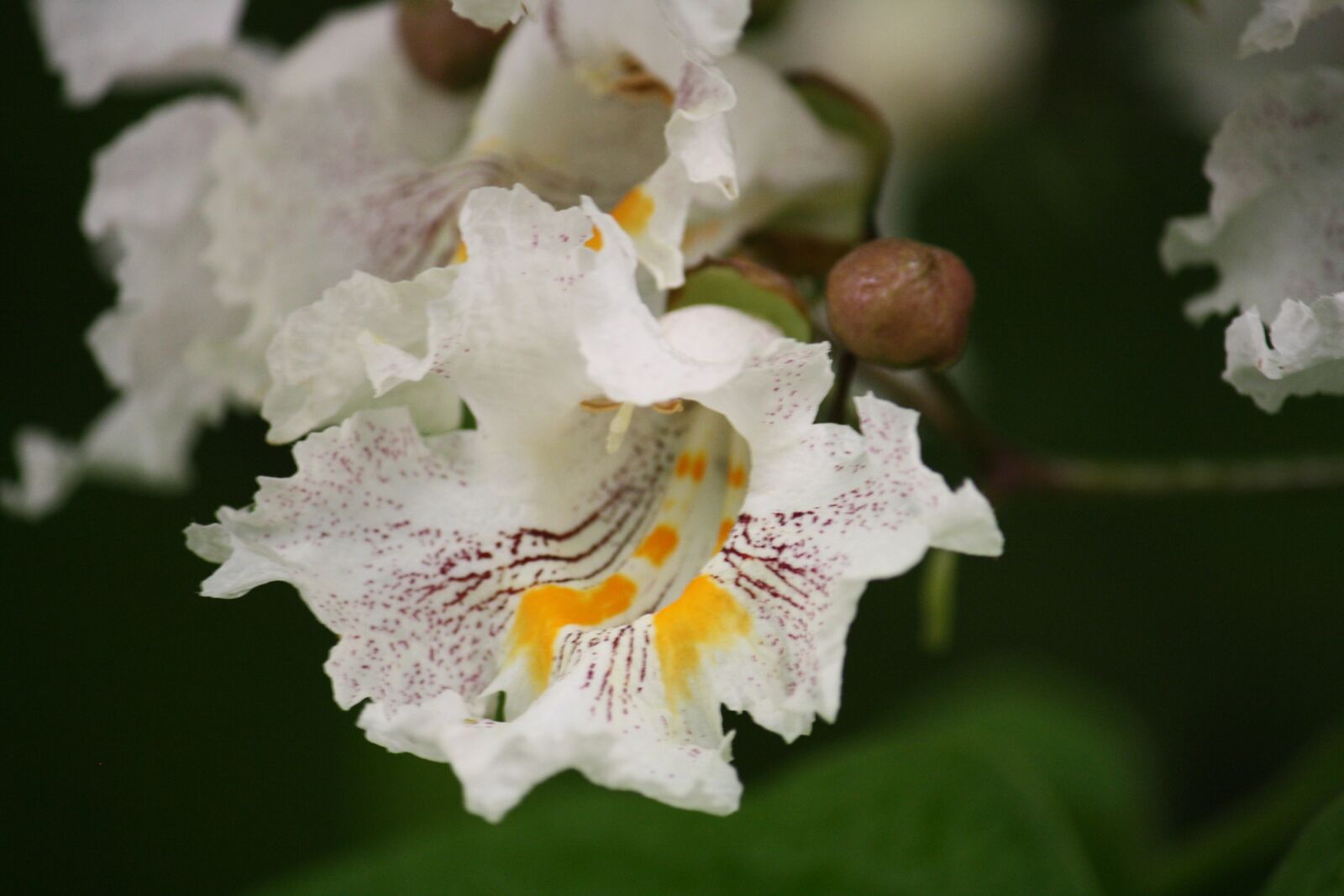 Canon EOS 1000D (EOS Digital Rebel XS / EOS Kiss F) sample photo. Catalpa, flowering, trees photography