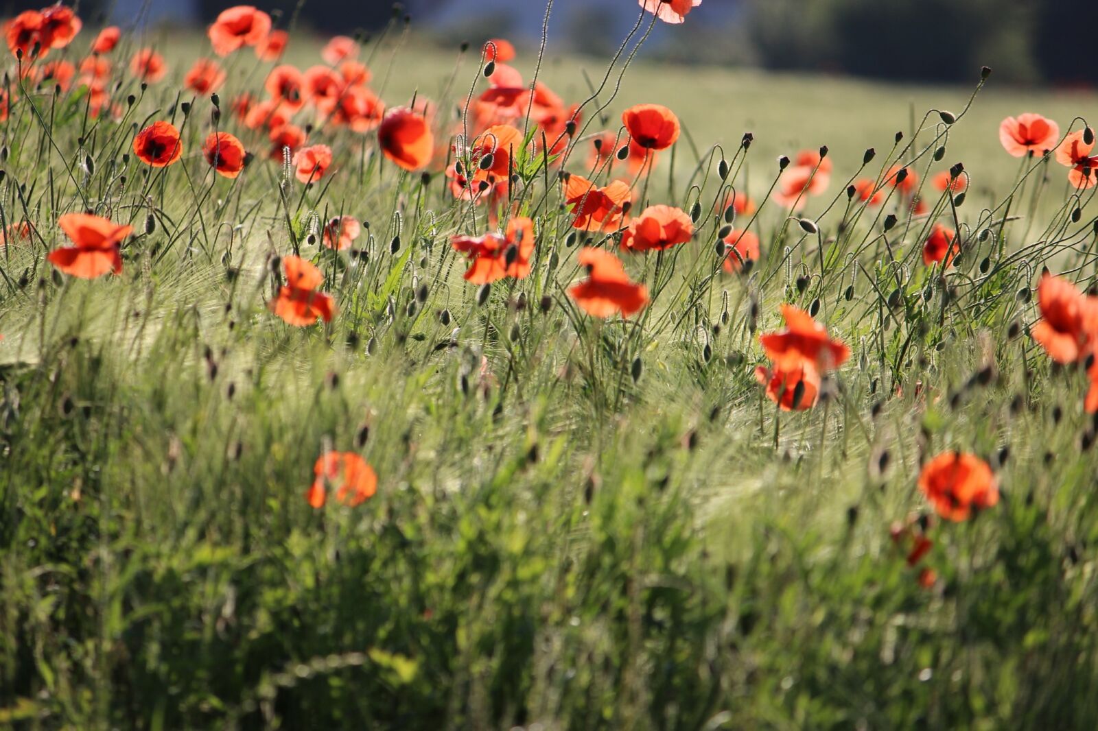 Canon EOS 600D (Rebel EOS T3i / EOS Kiss X5) sample photo. Klatschmohn, meadow, poppy photography