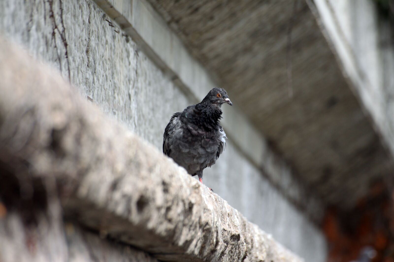 Canon EOS 50D sample photo. Pigeon, new, birds photography