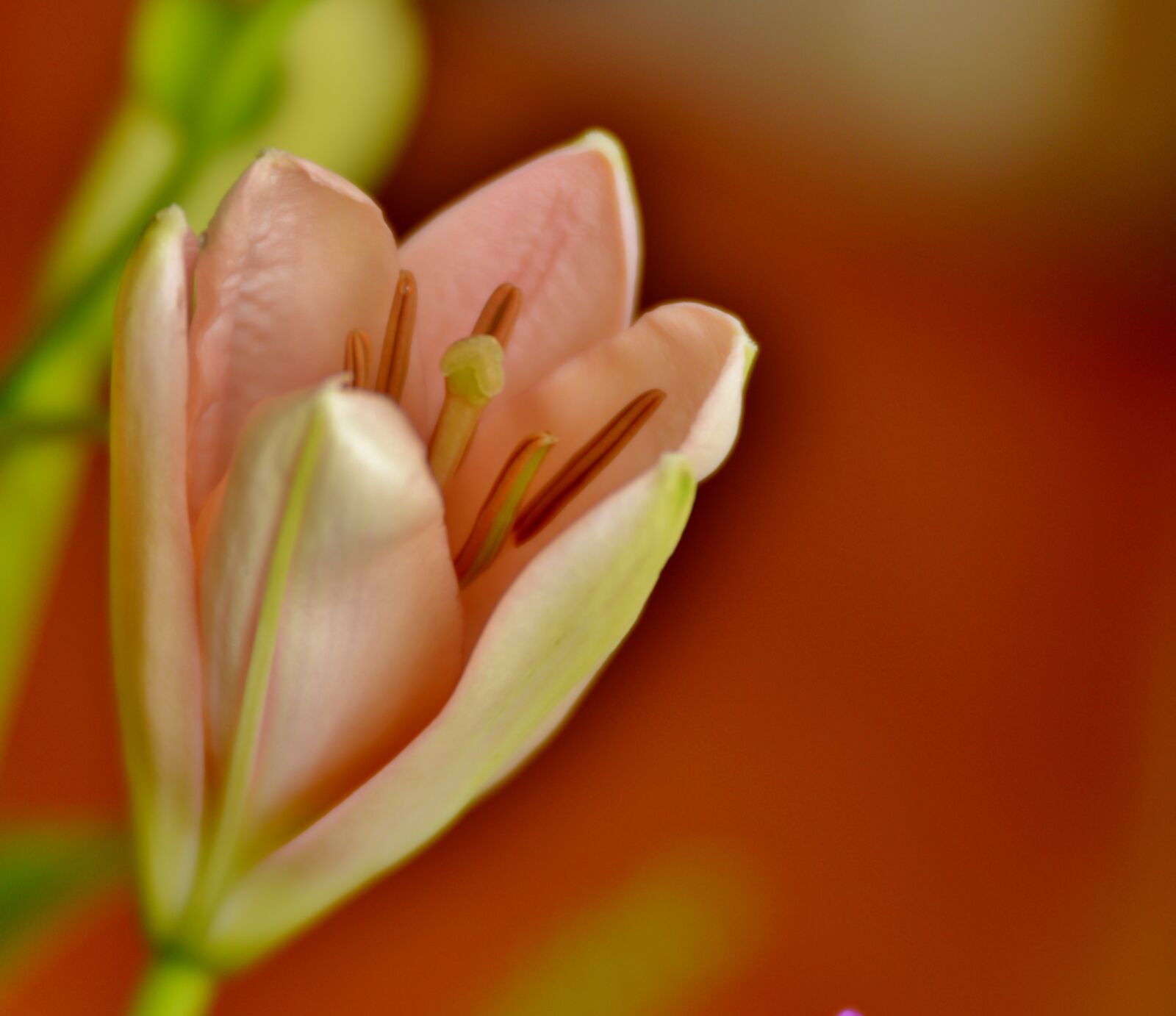 Nikon D600 sample photo. Lily, flower, pink photography