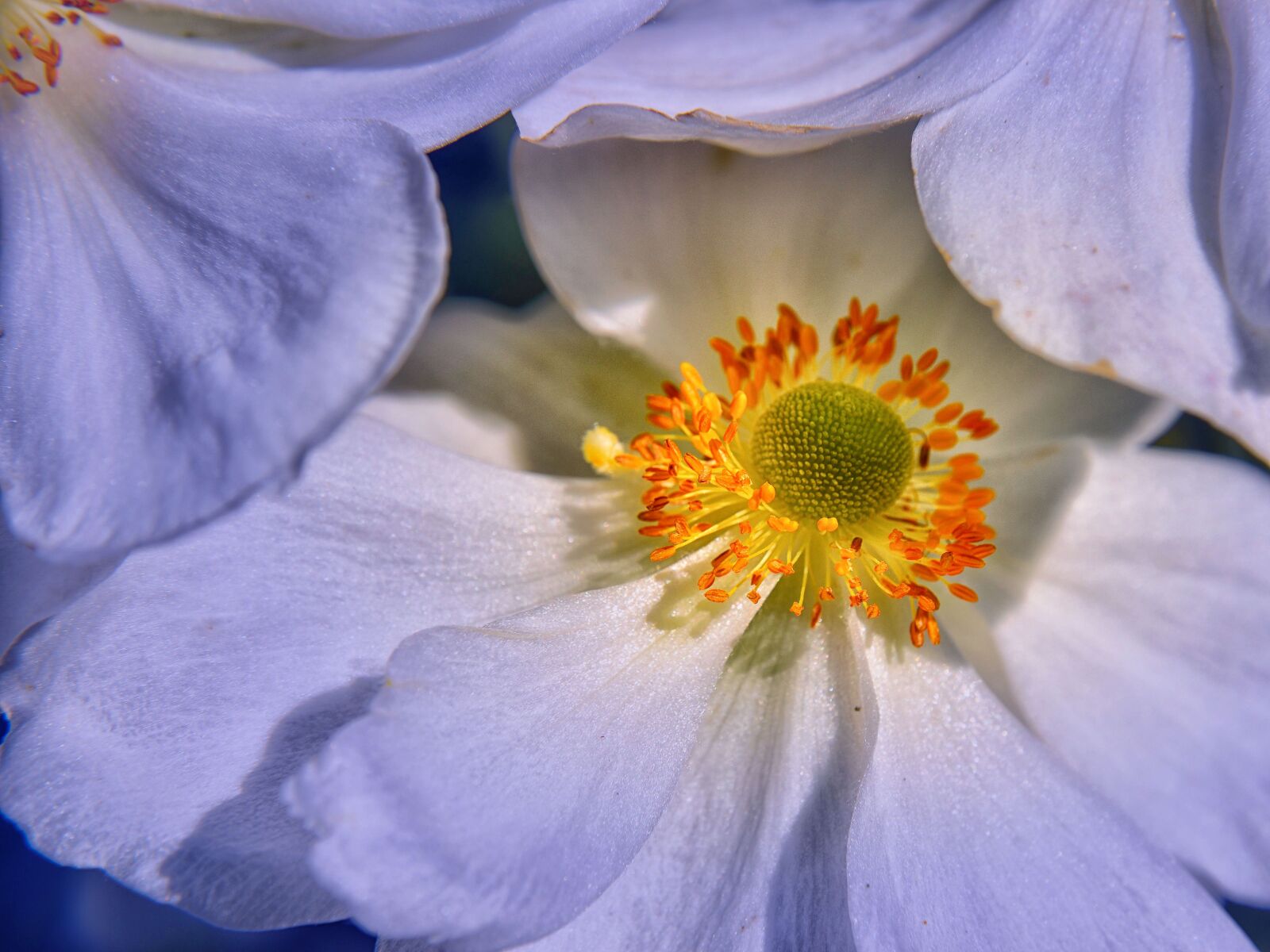 Nikon D5500 sample photo. Blossom, bloom, close up photography