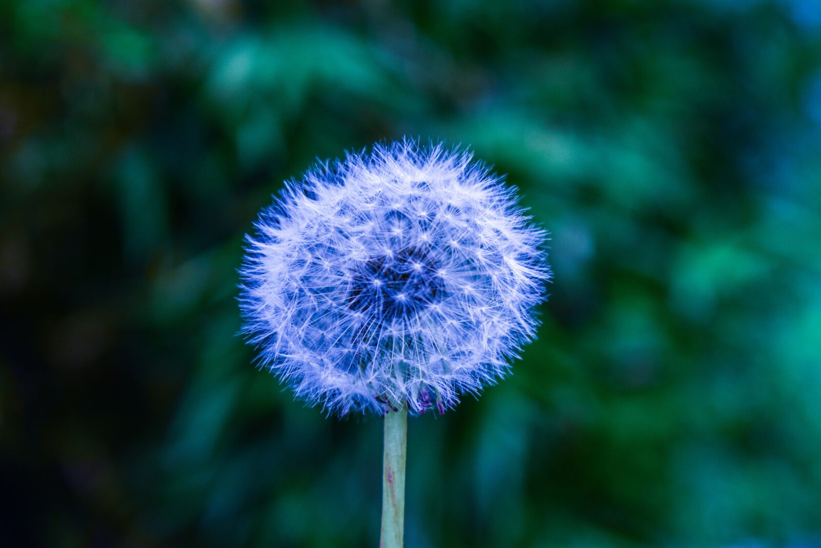 Nikon D3400 sample photo. Dandelion, fantasy, nature photography