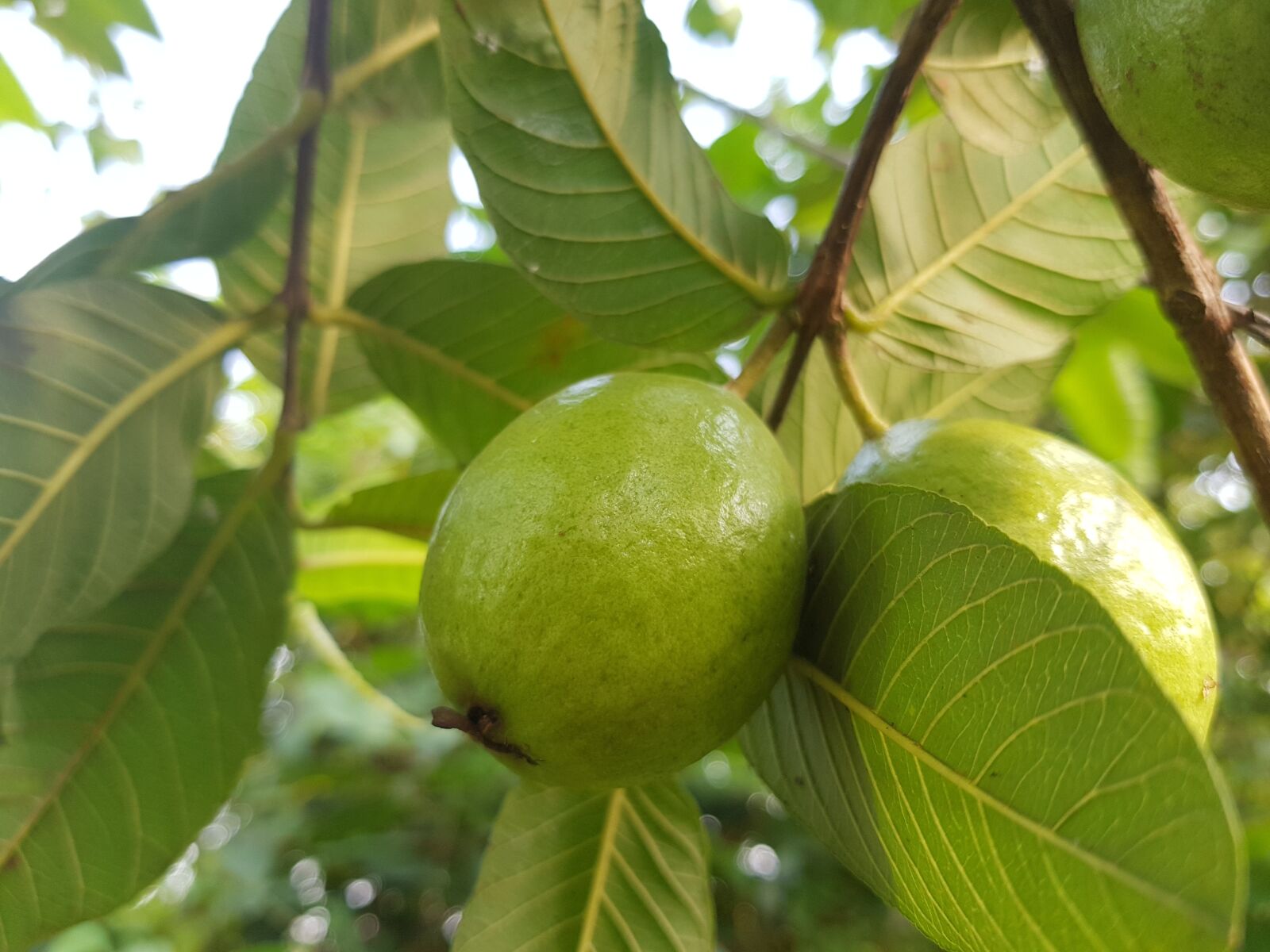 Samsung Galaxy S8+ sample photo. Fruits, green, apple photography