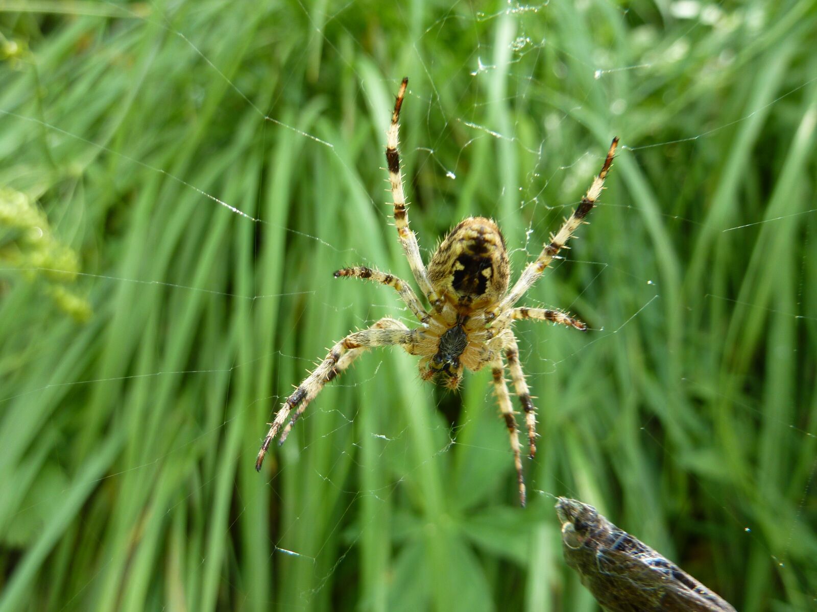 Panasonic DMC-TZ7 sample photo. Insect, nature, spider photography