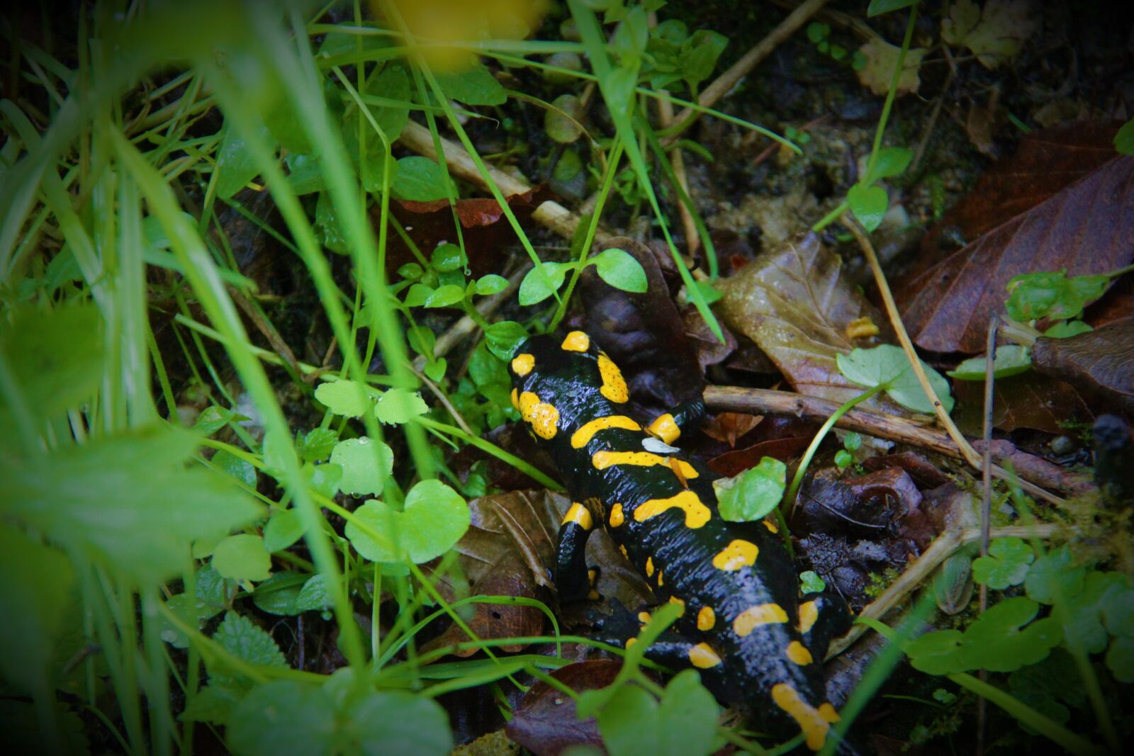Canon EOS 600D (Rebel EOS T3i / EOS Kiss X5) + Canon EF-S 18-200mm F3.5-5.6 IS sample photo. Fire salamander, salamander, nature photography
