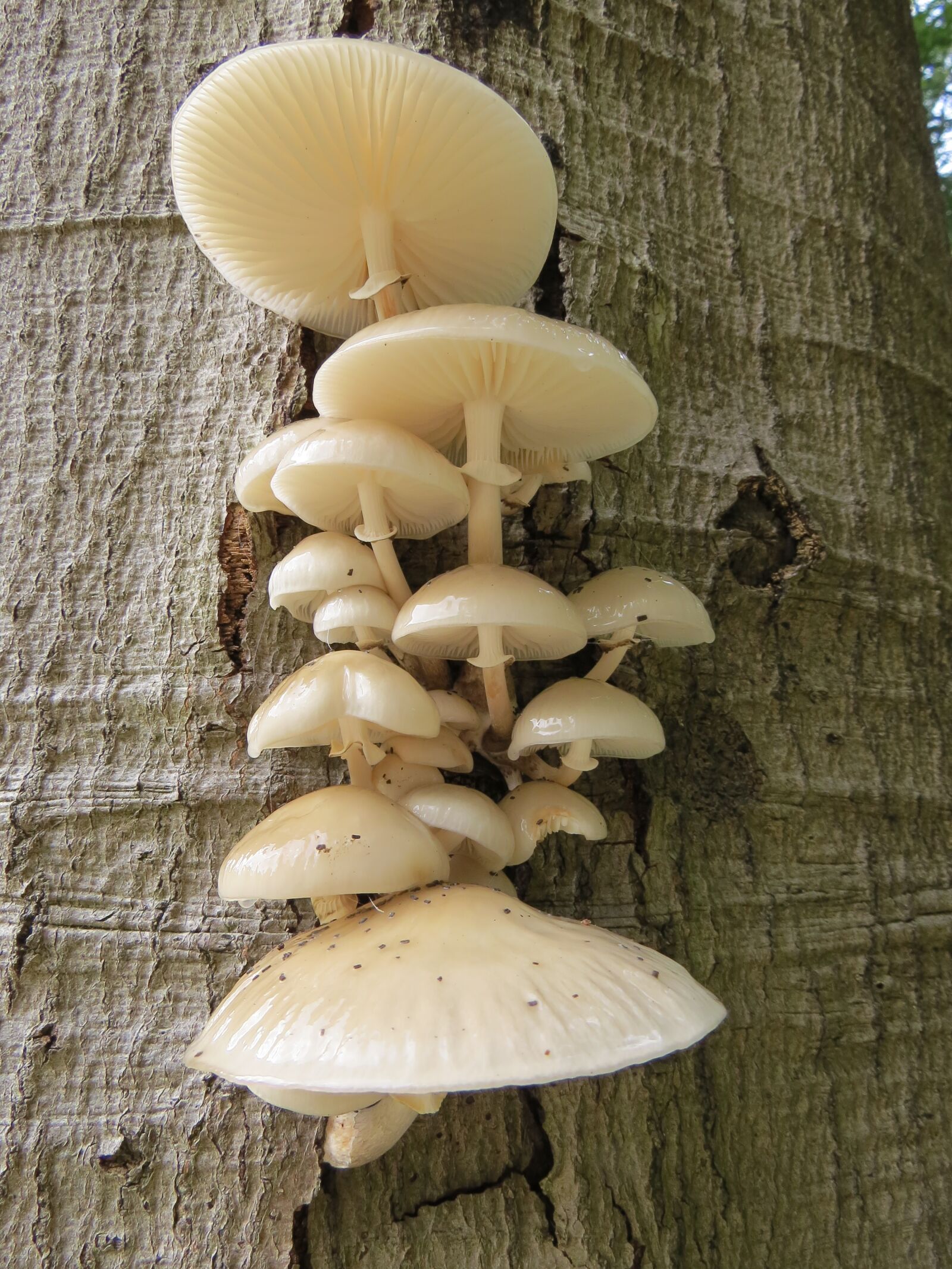 Canon PowerShot SX50 HS sample photo. Mushroom, porcelain fungus, fungi photography