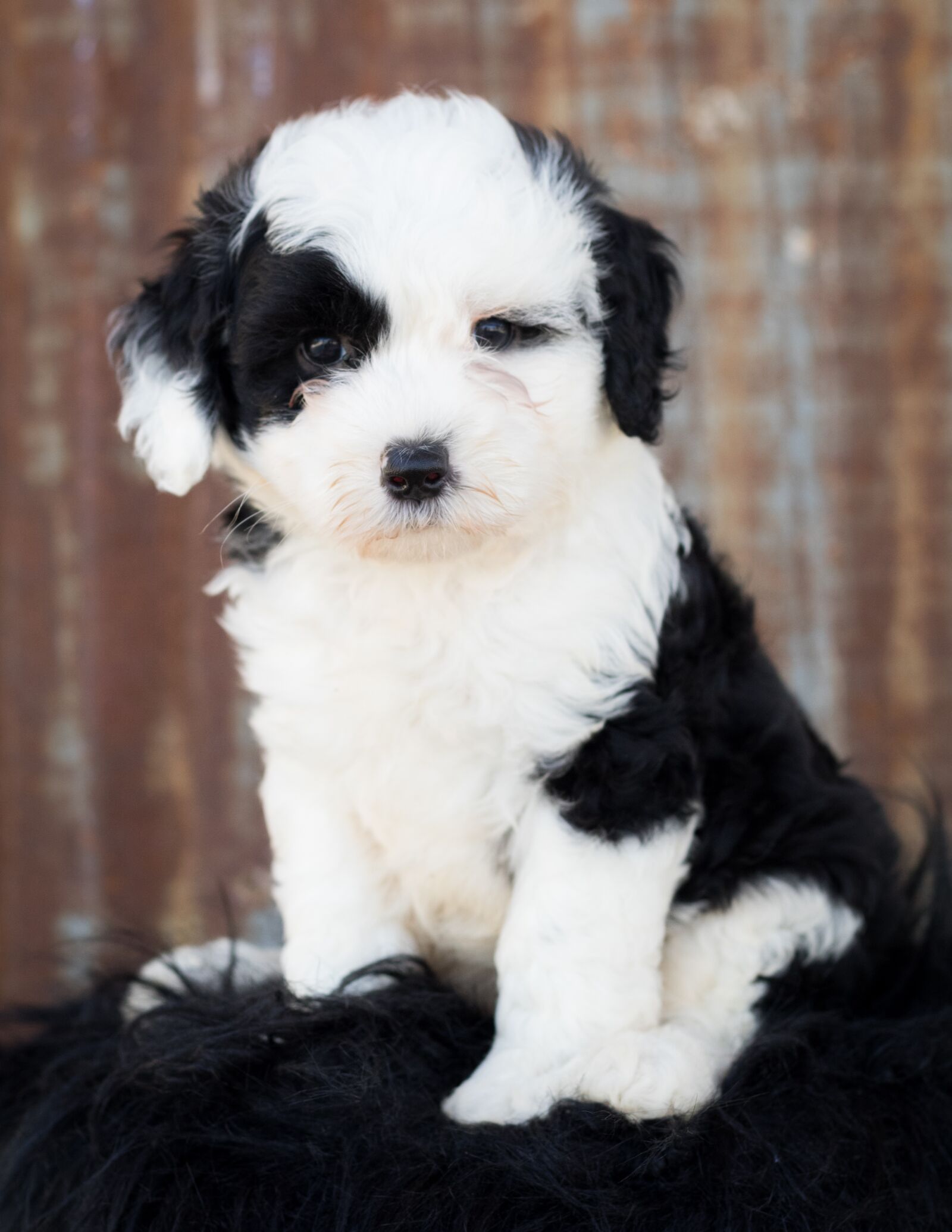 Canon EF 50mm F1.8 STM sample photo. Sheepadoodle, dog, puppy photography