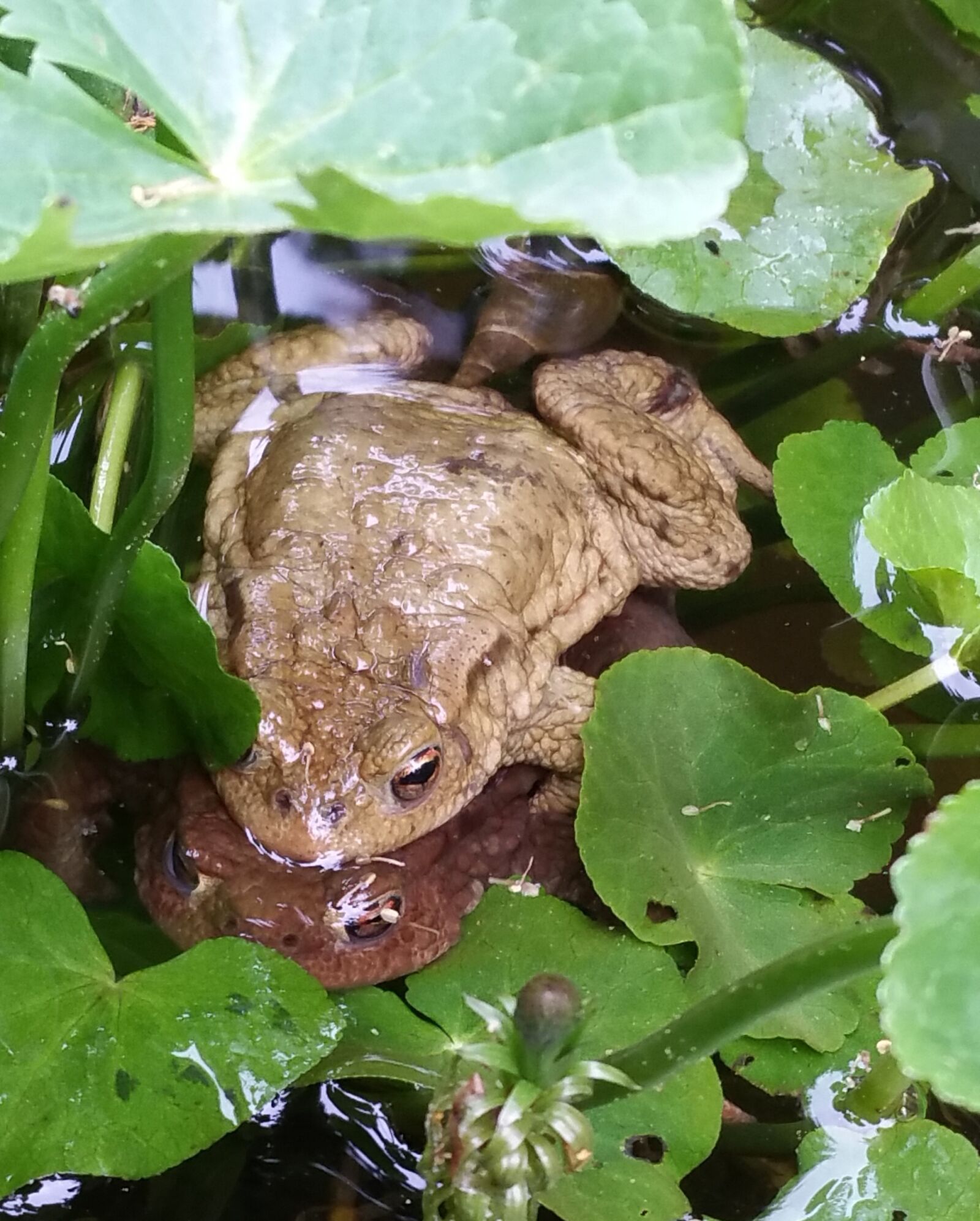Samsung Galaxy S5 LTE-A sample photo. Toads, unken, spawn photography