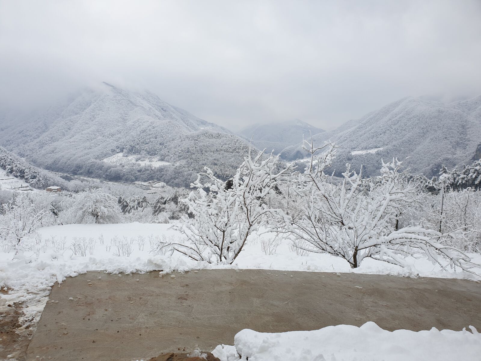 Samsung Galaxy Note9 sample photo. Snow, tree, winter photography