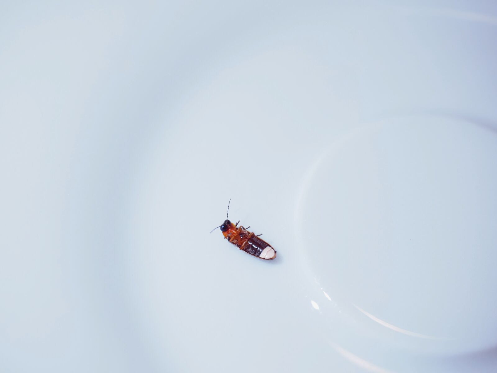 Olympus OM-D E-M1 + Olympus M.Zuiko Digital ED 12-40mm F2.8 Pro sample photo. Firefly, glowworm, lampyridae photography