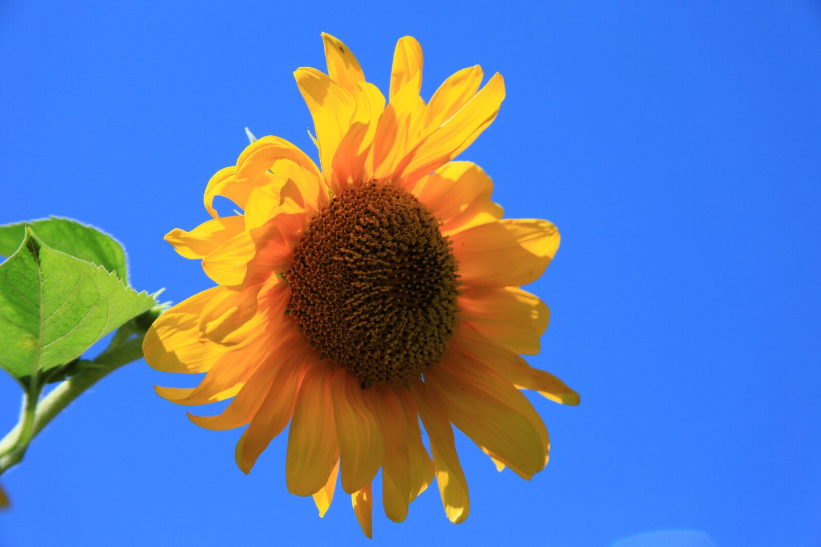 Canon EOS 5D Mark II sample photo. Summer, sunflower, plant photography