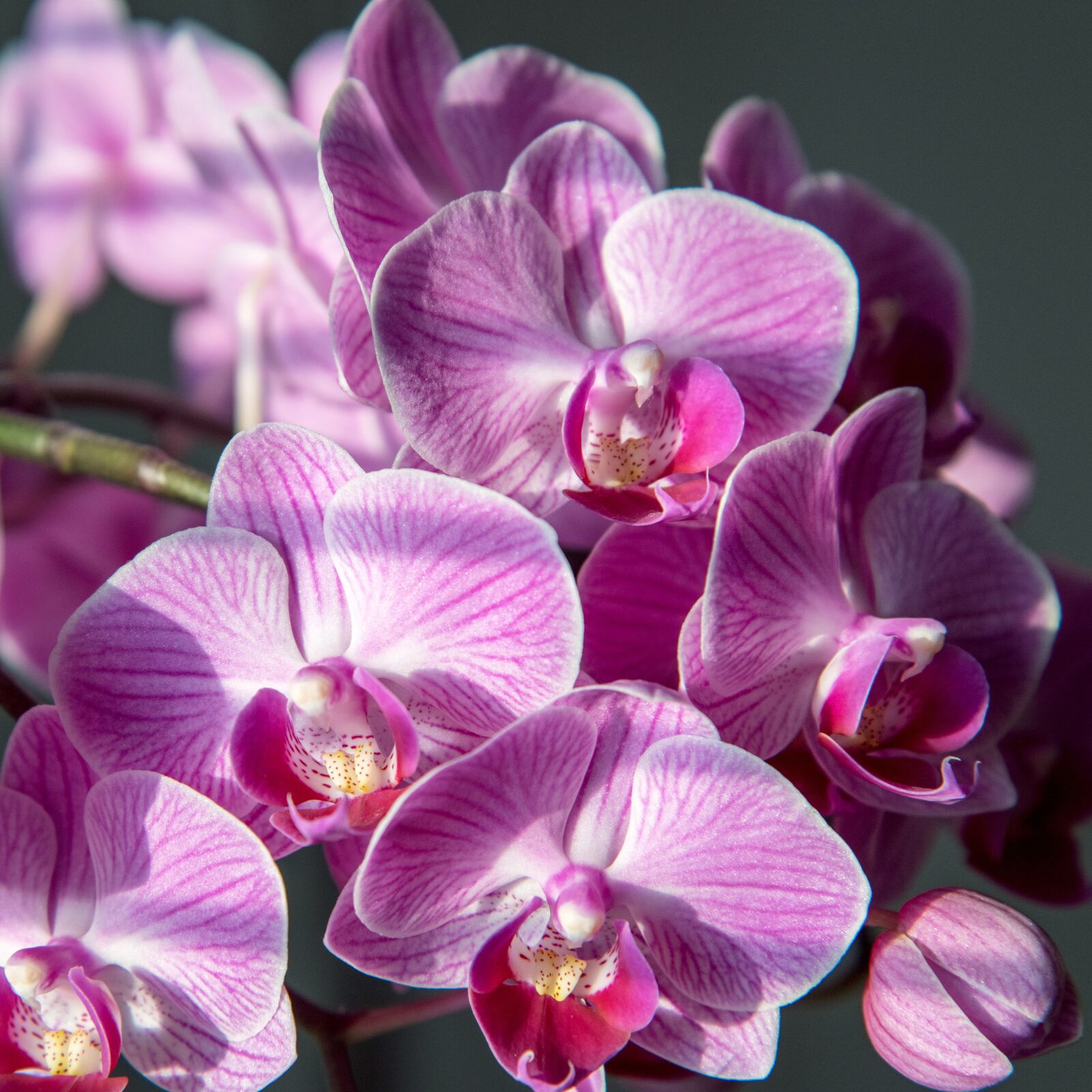 Nikon D850 sample photo. Orchid, flower, pink photography