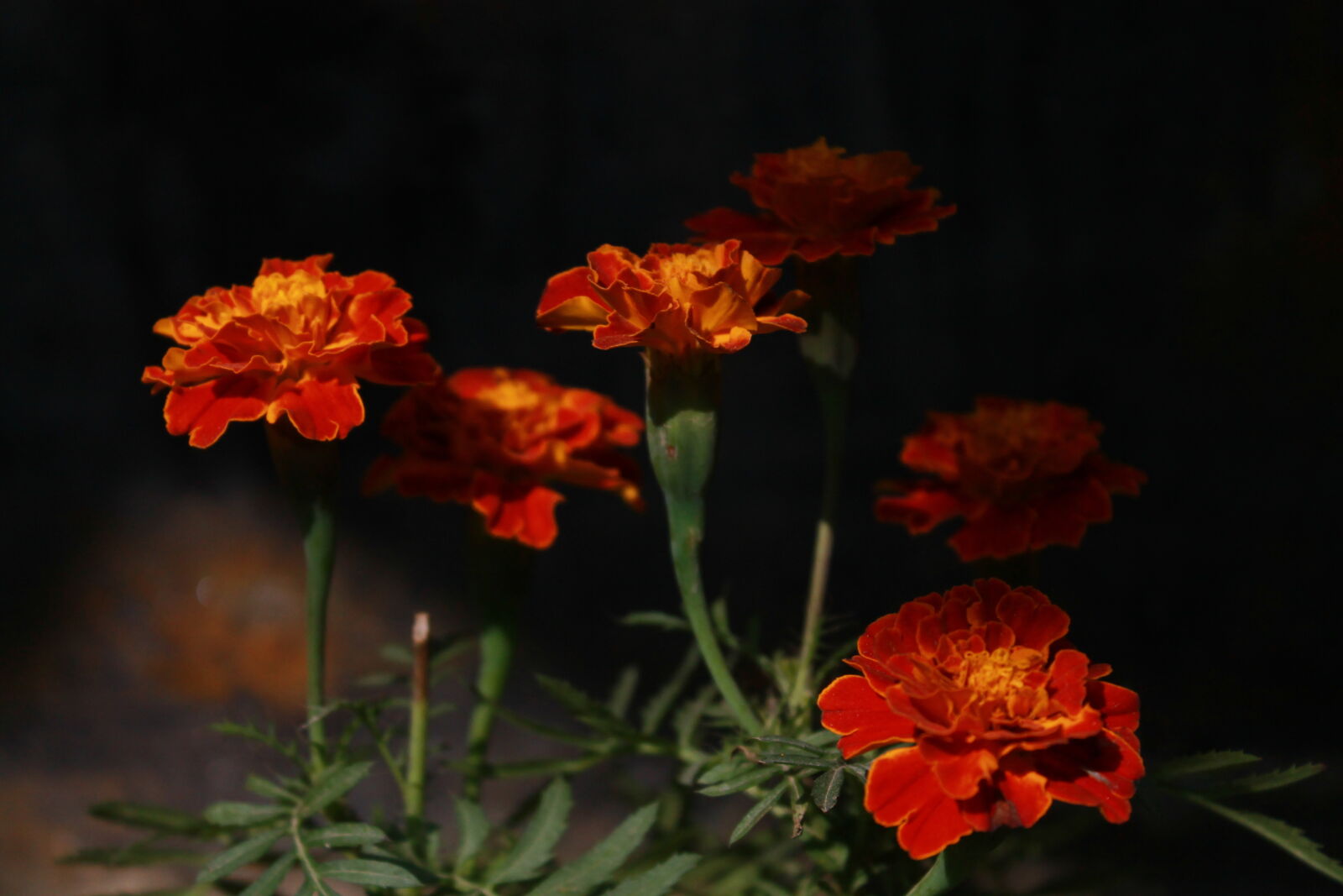 Canon EOS 1100D (EOS Rebel T3 / EOS Kiss X50) sample photo. Artificial, flowers photography