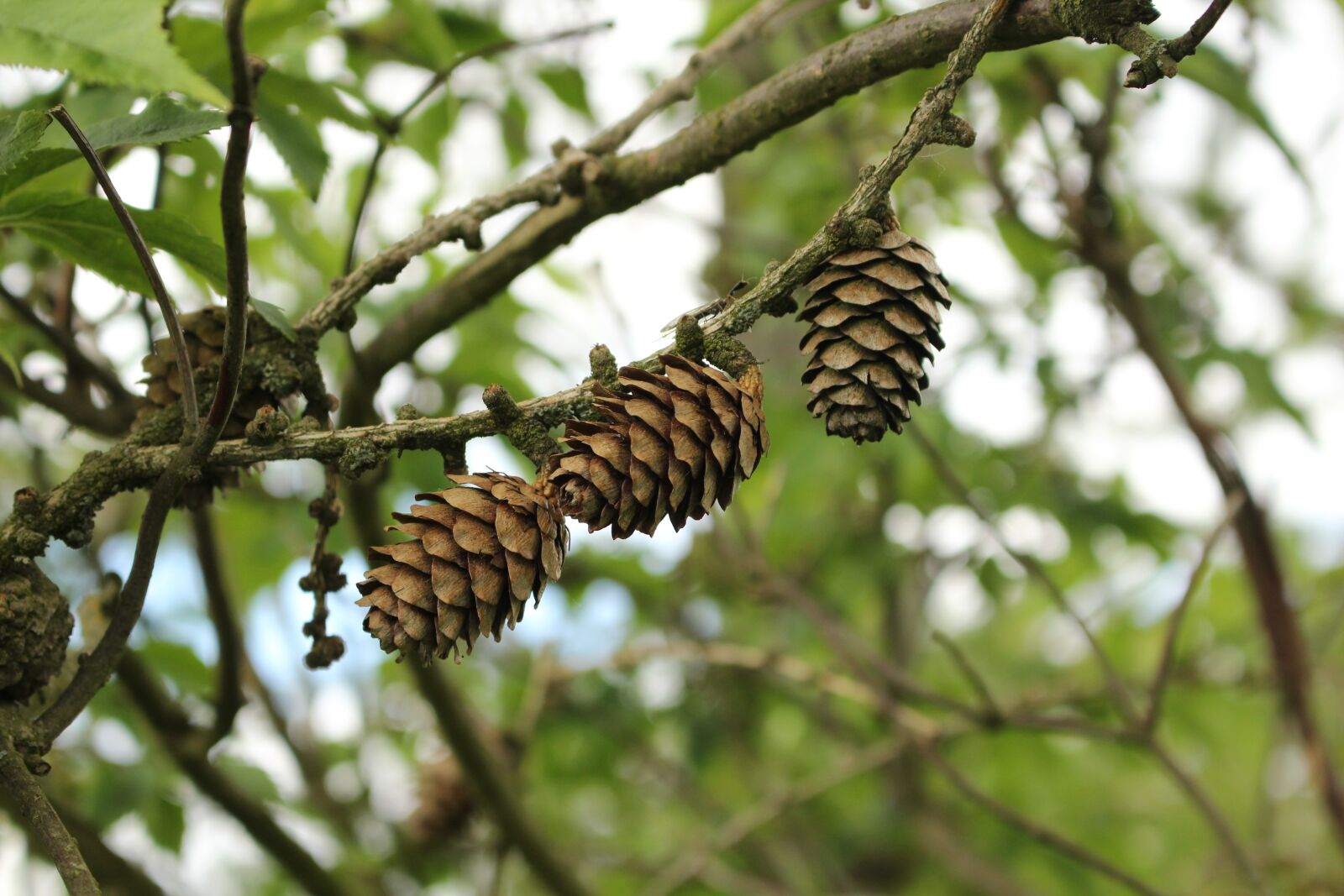Canon EOS 600D (Rebel EOS T3i / EOS Kiss X5) + Canon EF-S 18-55mm F3.5-5.6 IS STM sample photo. Larch cones, cones, cone photography
