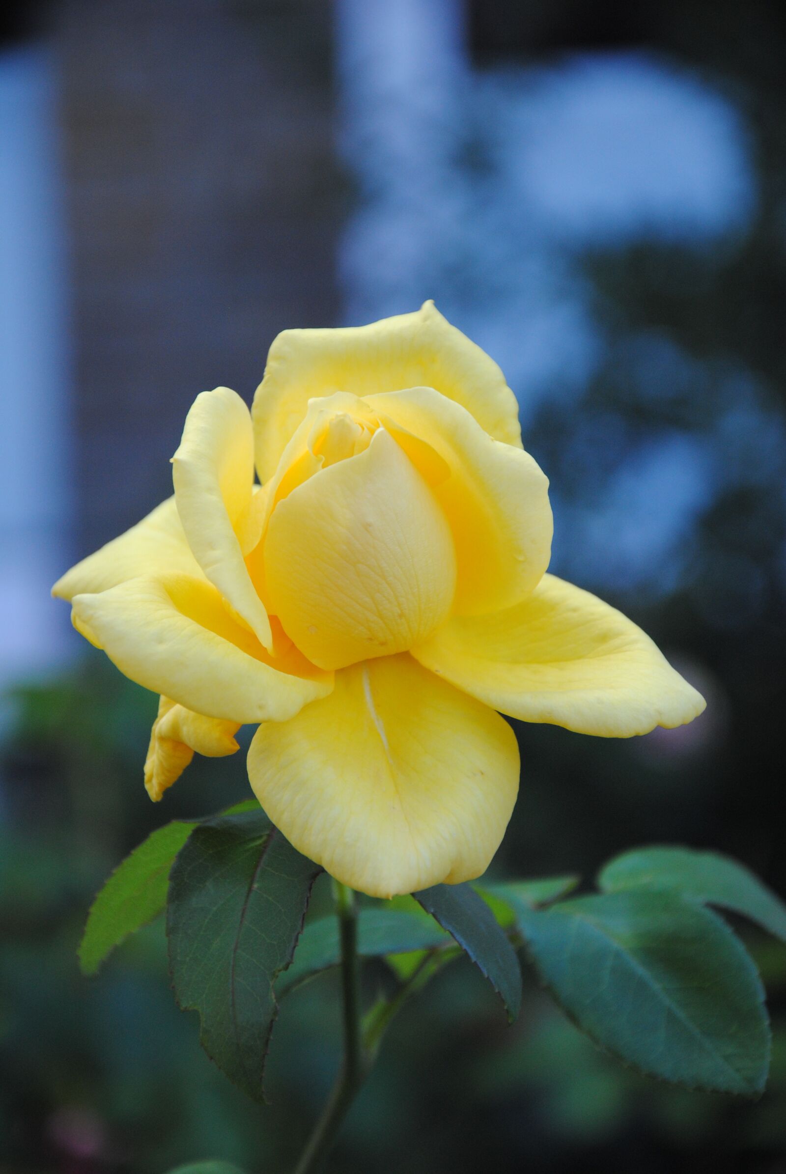 Nikon D3000 sample photo. Yellow rose, rose, flower photography
