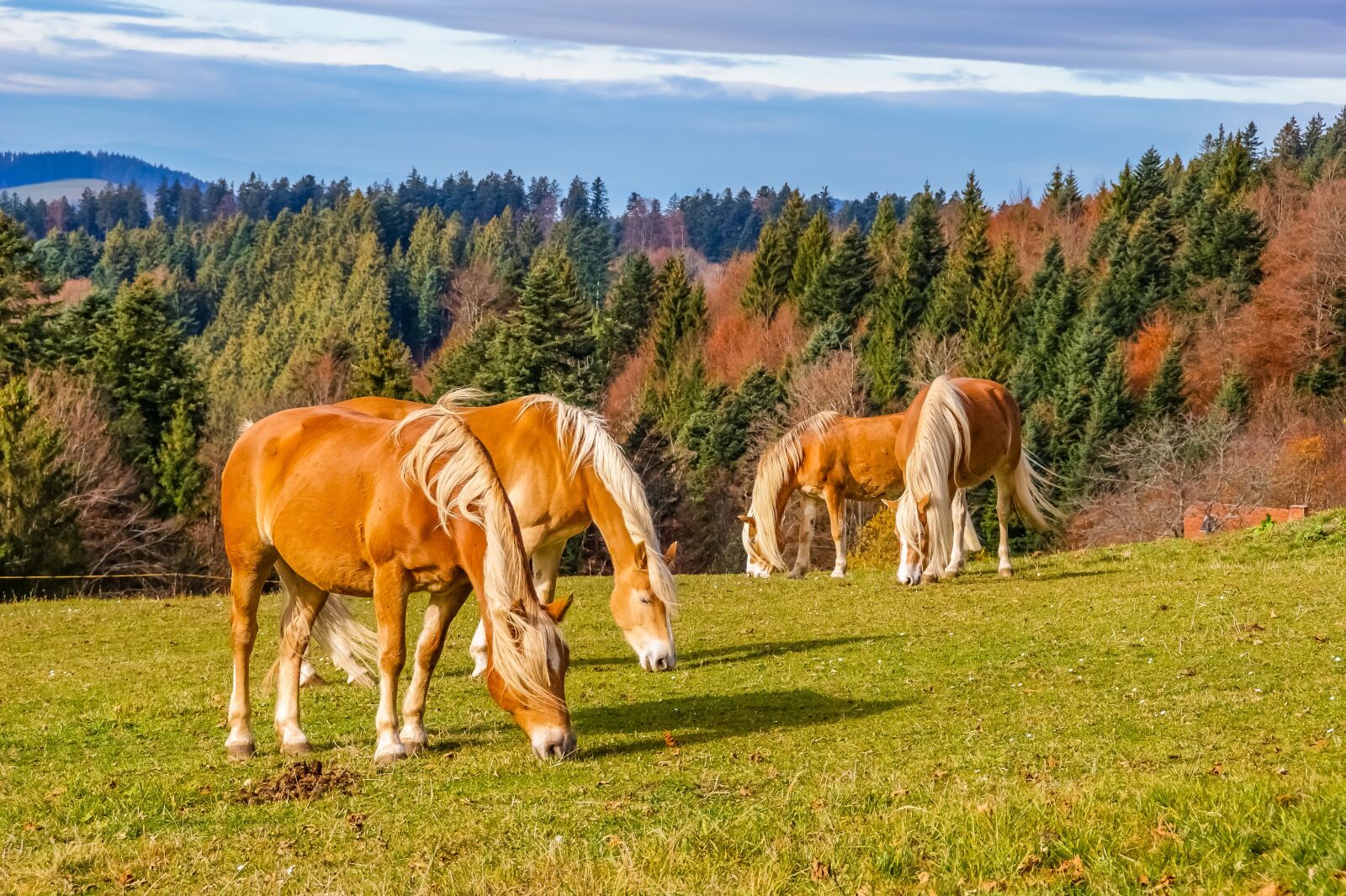 Sony Alpha DSLR-A350 sample photo. Black forest, horses, meadow photography