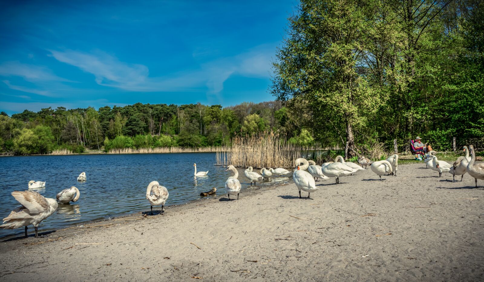 Sony a7 II + Sony FE 28-70mm F3.5-5.6 OSS sample photo. Swan, bank, beach photography