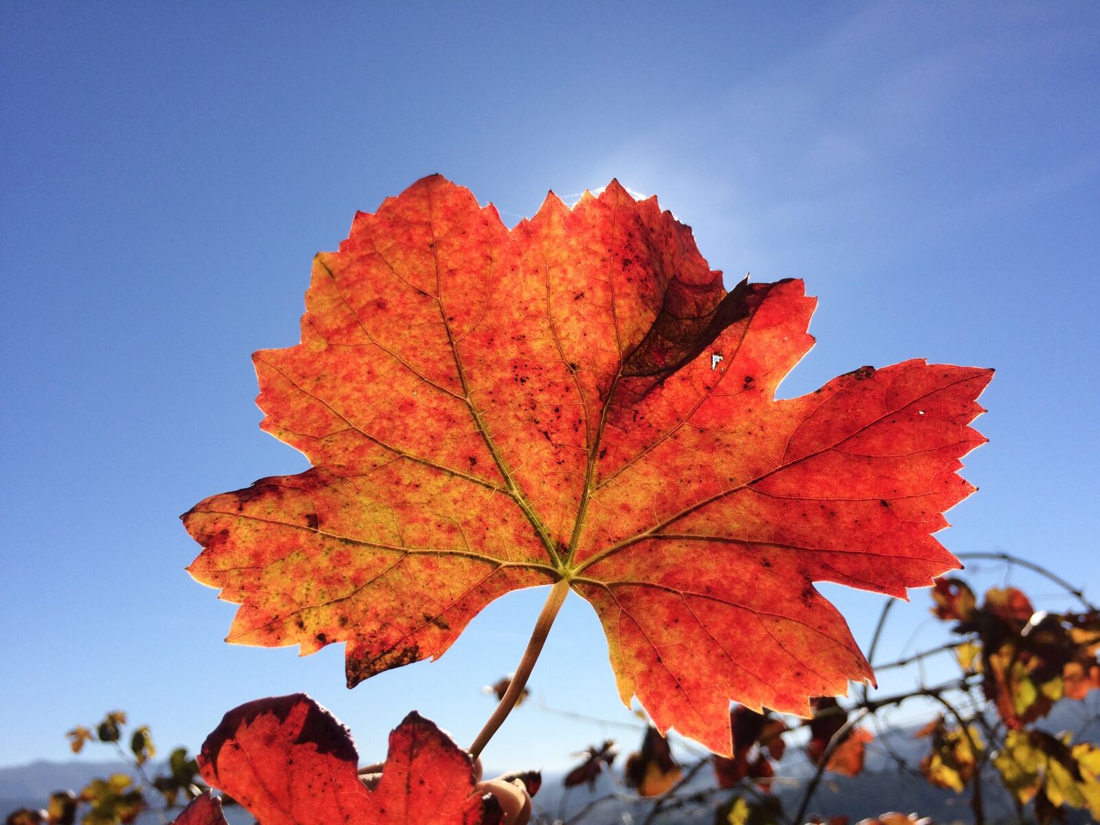iPhone 5s back camera 4.15mm f/2.2 sample photo. Vineyard, vine, green wine photography