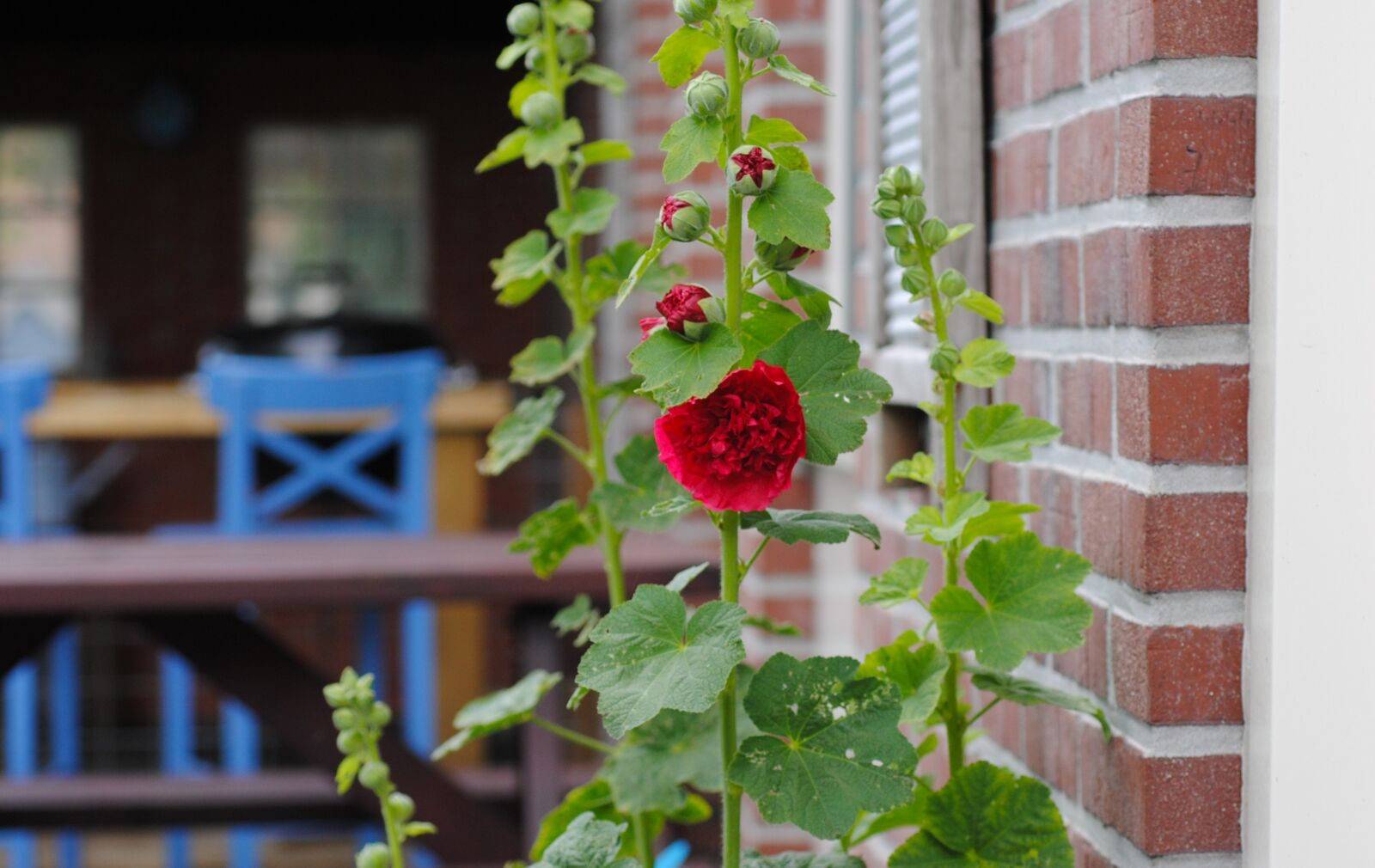Nikon D3000 sample photo. Hollyhock, common hollyhock, alcea photography