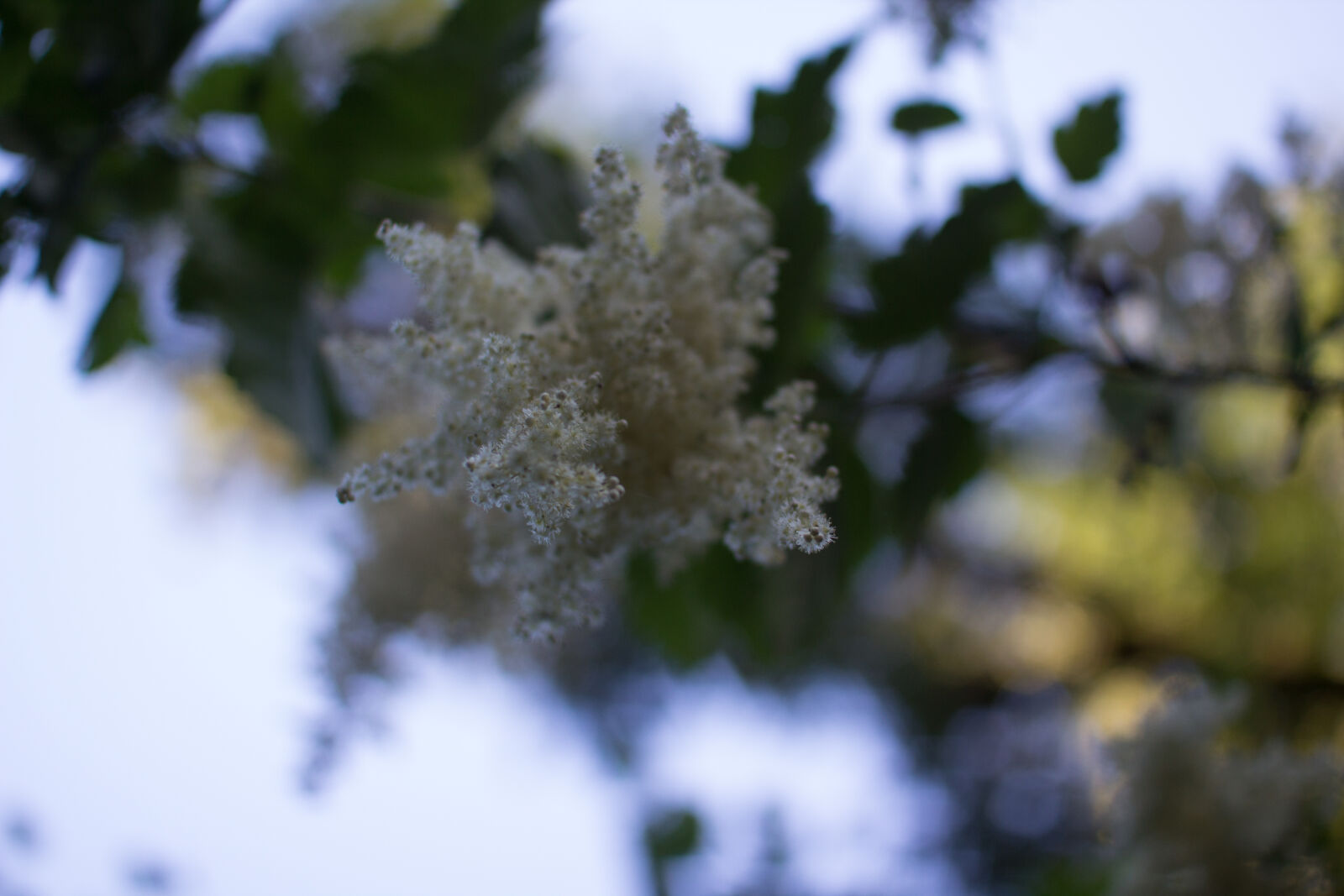 Sigma 30mm F1.4 EX DC HSM sample photo. Beautiful, flowers, depth, of photography
