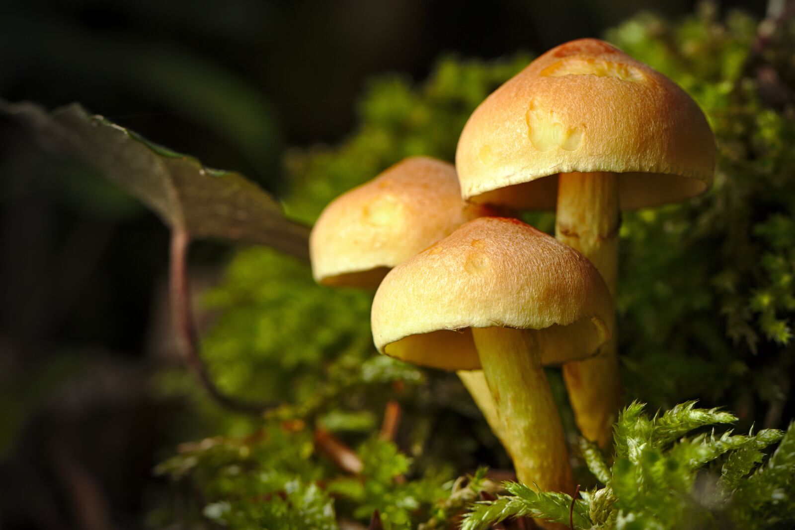 Canon EOS M5 sample photo. Mushroom, spring, forest photography