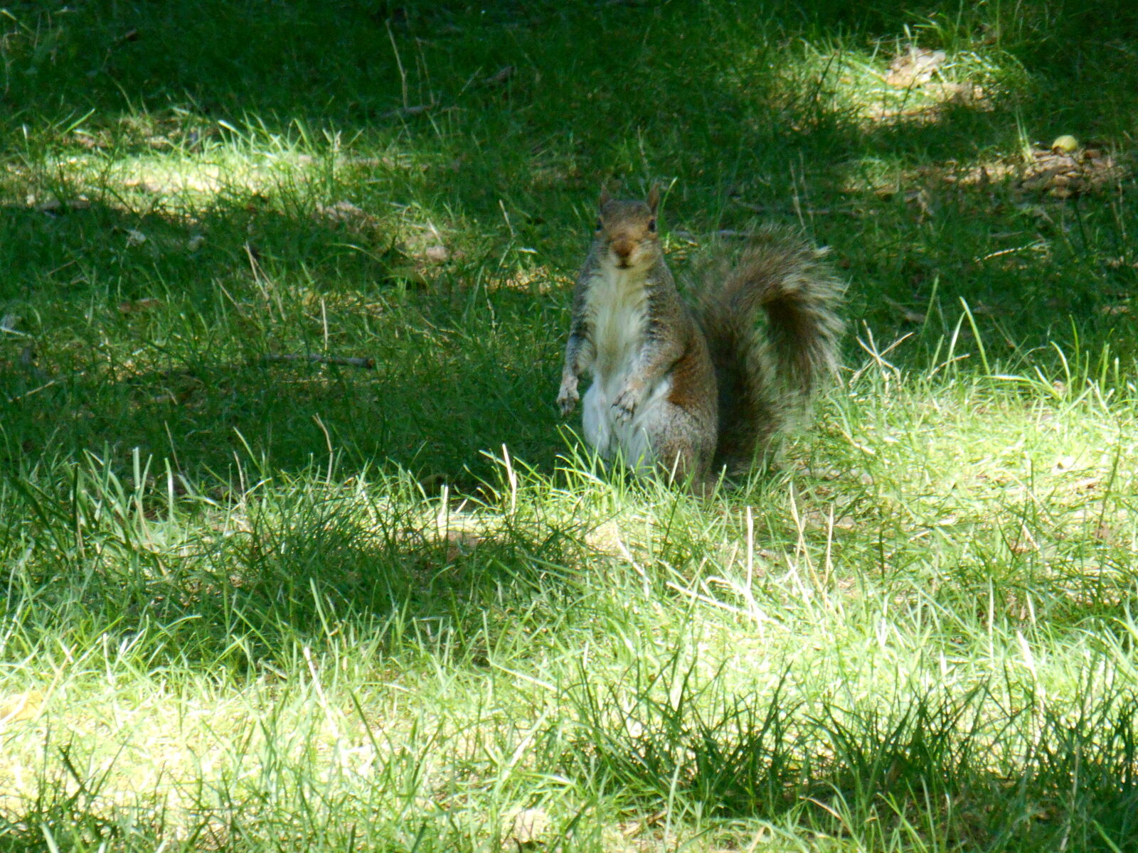 Nikon Coolpix S3500 sample photo. Animal, cquirrel, cucu, ecureil photography