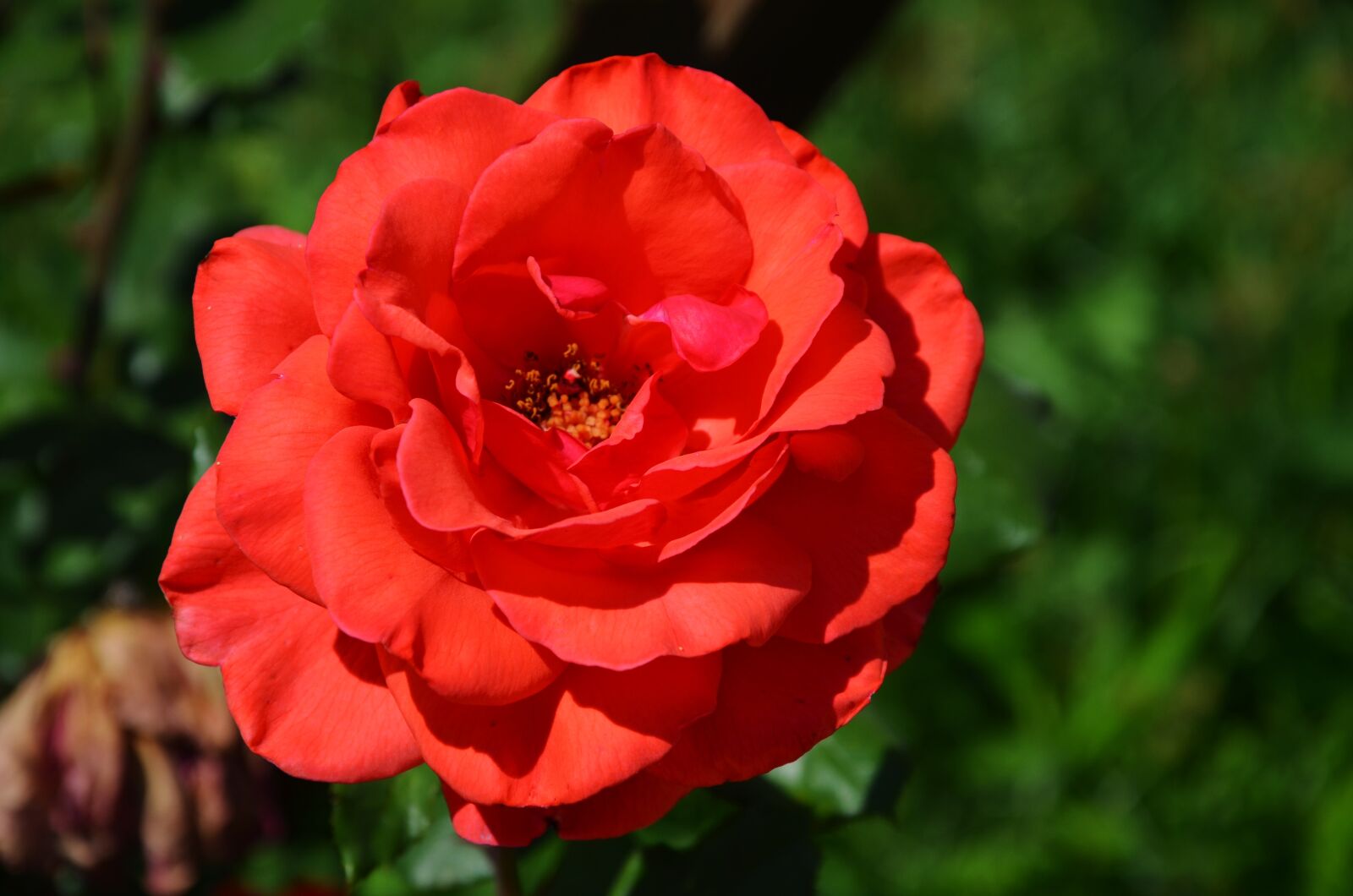 Nikon D7000 sample photo. Rose, flower, spring photography