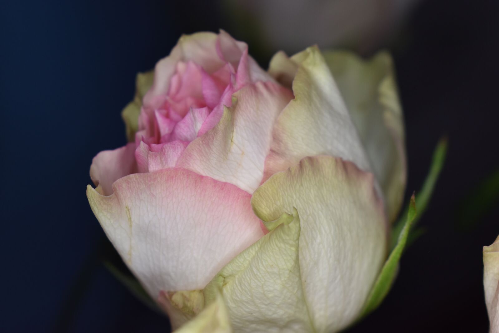 Nikon D5600 sample photo. Rosa, bianca, white photography